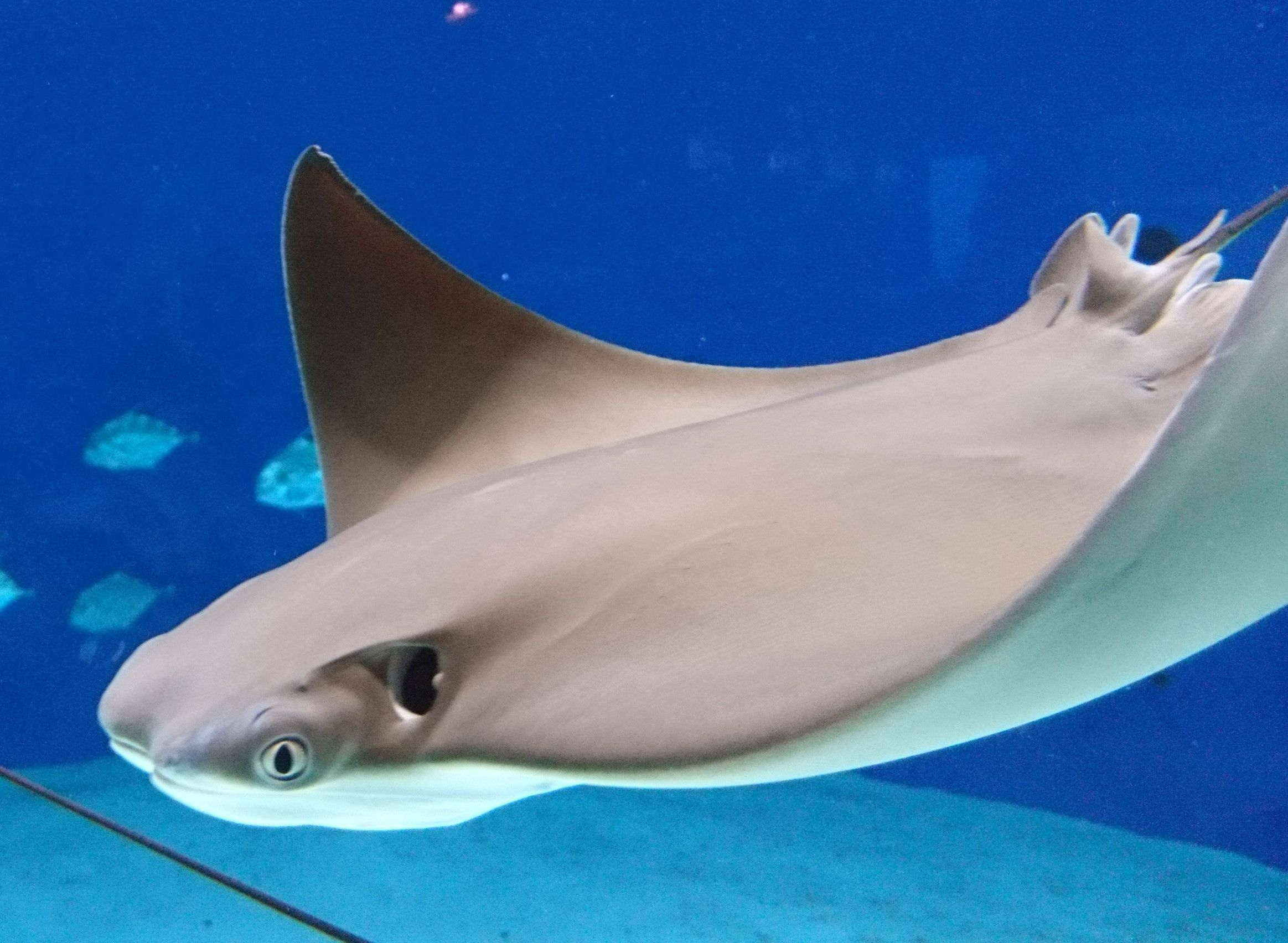 ※每單務必下標一個手續費，未下標會直接取消訂單