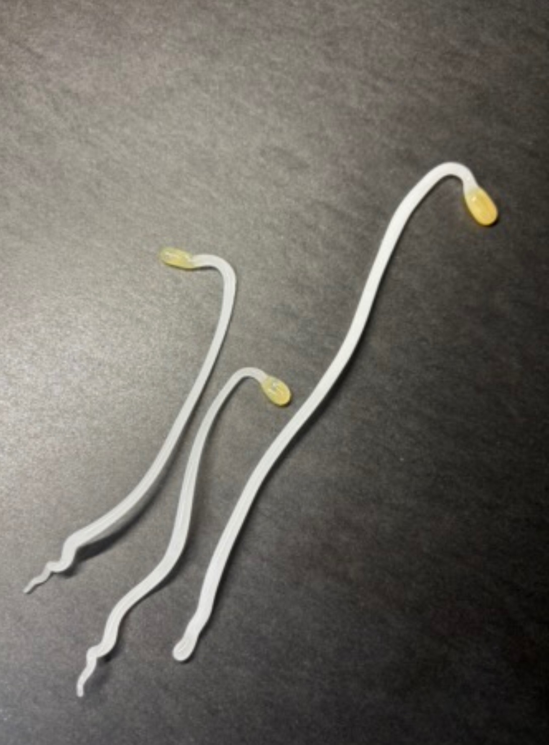 玻璃豆芽菜 各款