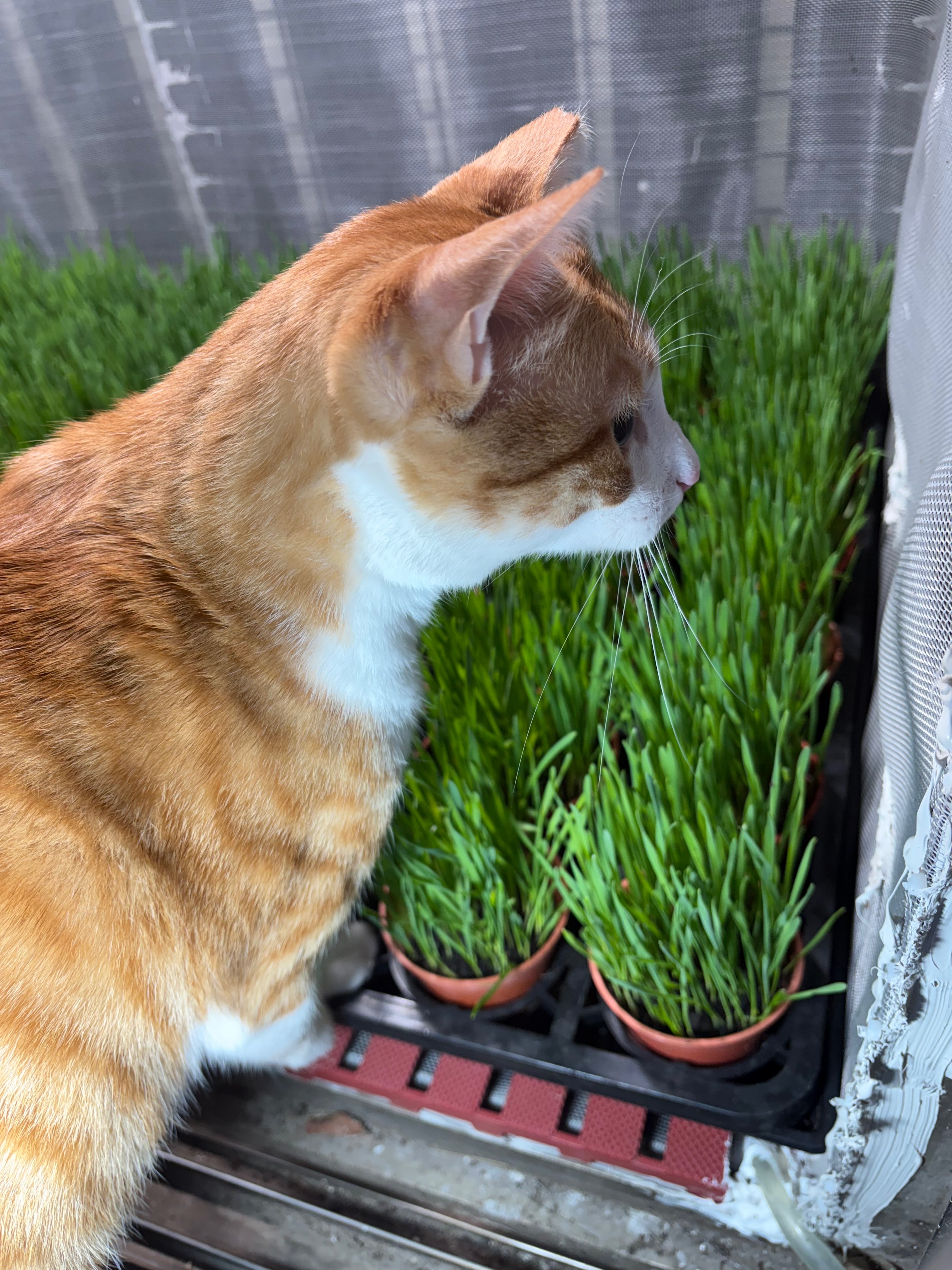 貓草盆栽 小麥草盆栽，已經長好可以收割，自家溫室栽培無農藥【蛋餃的繽紛貓草】