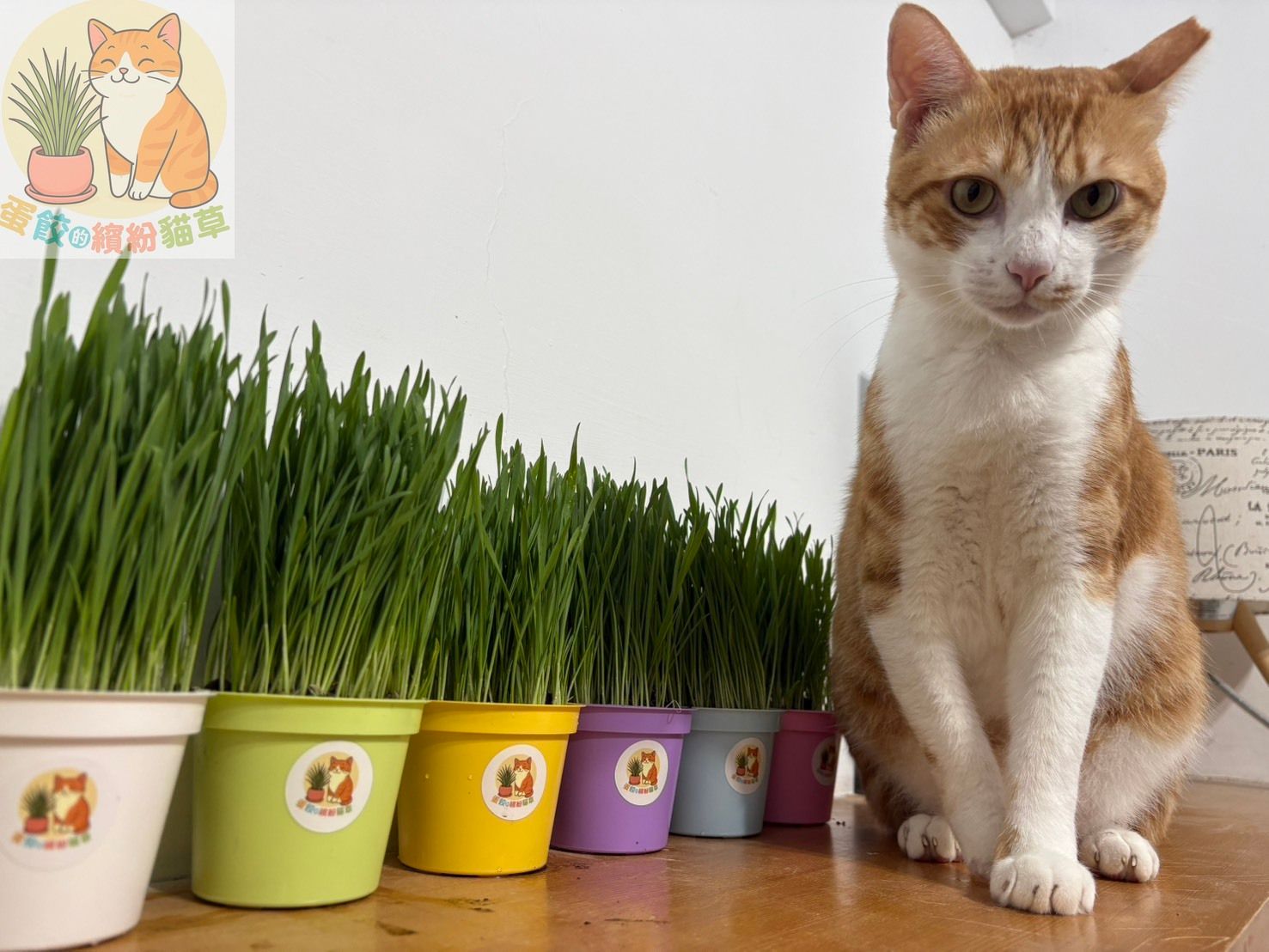貓草盆栽 小麥草盆栽，已經長好可以收割，自家溫室栽培無農藥【蛋餃的繽紛貓草】