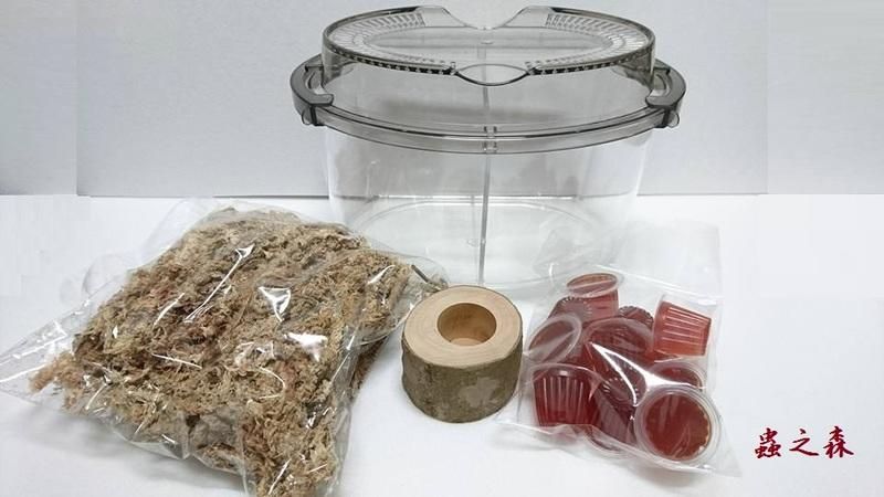 【蟲之森 甲蟲】~甲蟲昆蟲箱、飼養箱、成蟲飼養套裝組（獨角仙.鍬形蟲） -防果蠅 M飼育組-特價 359元 （附分隔板）