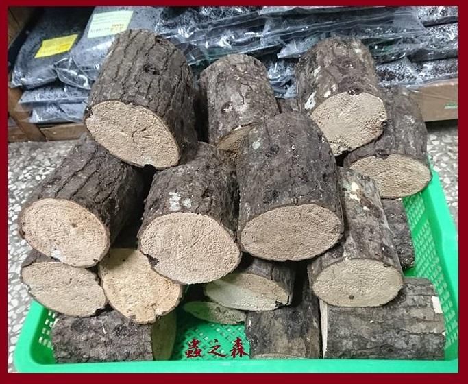 【蟲之森 甲蟲】《楓香產卵木．產木》（中硬） S/Ｍ 尺寸