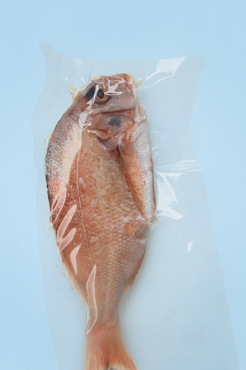 魚仔喵嚴選迦納魚
