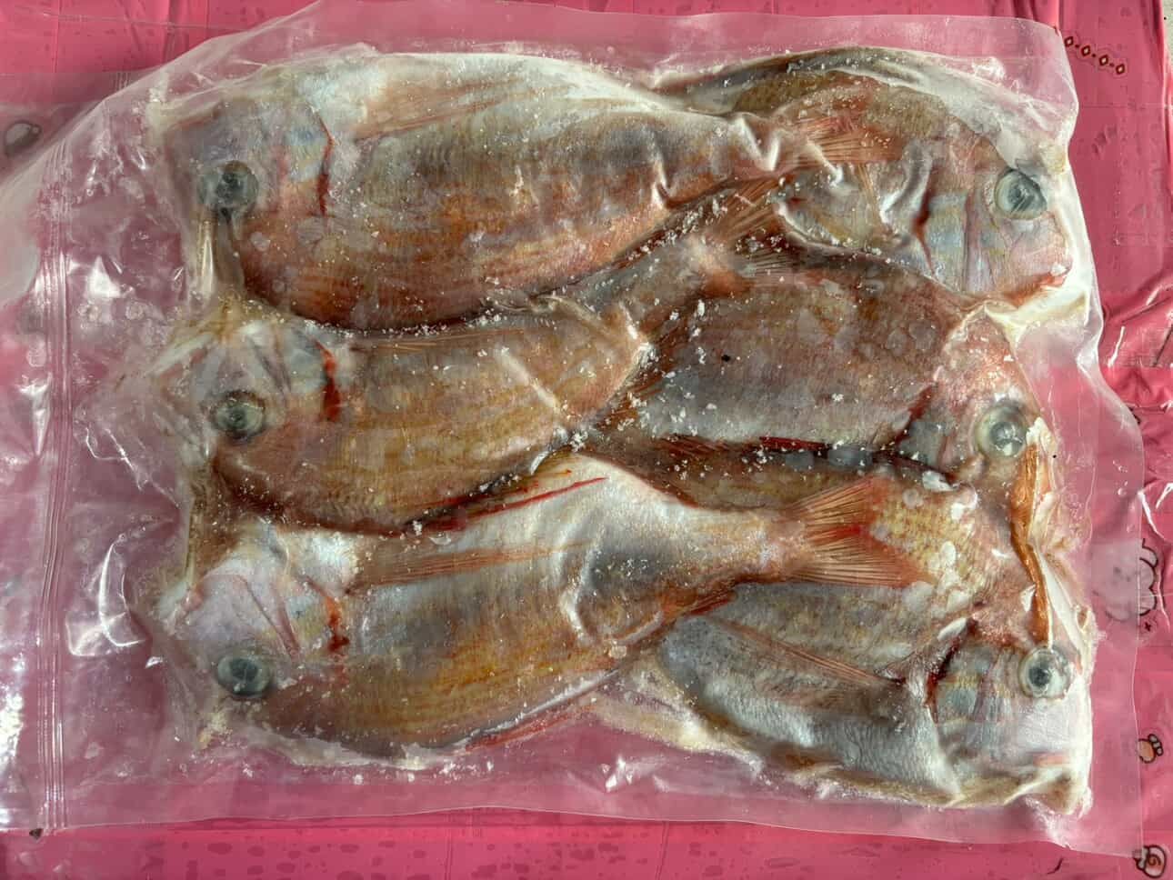 魚仔喵嚴選盤子魚