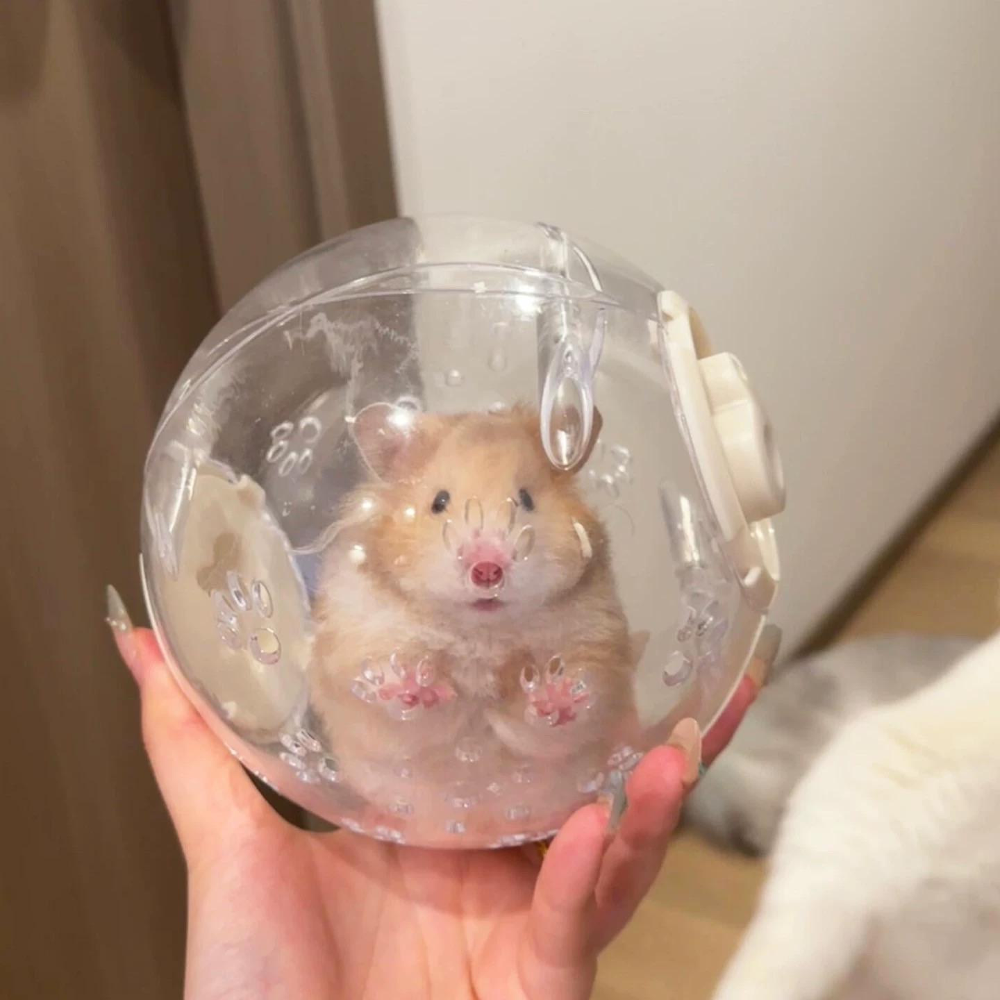 （預購） 泡泡運動球