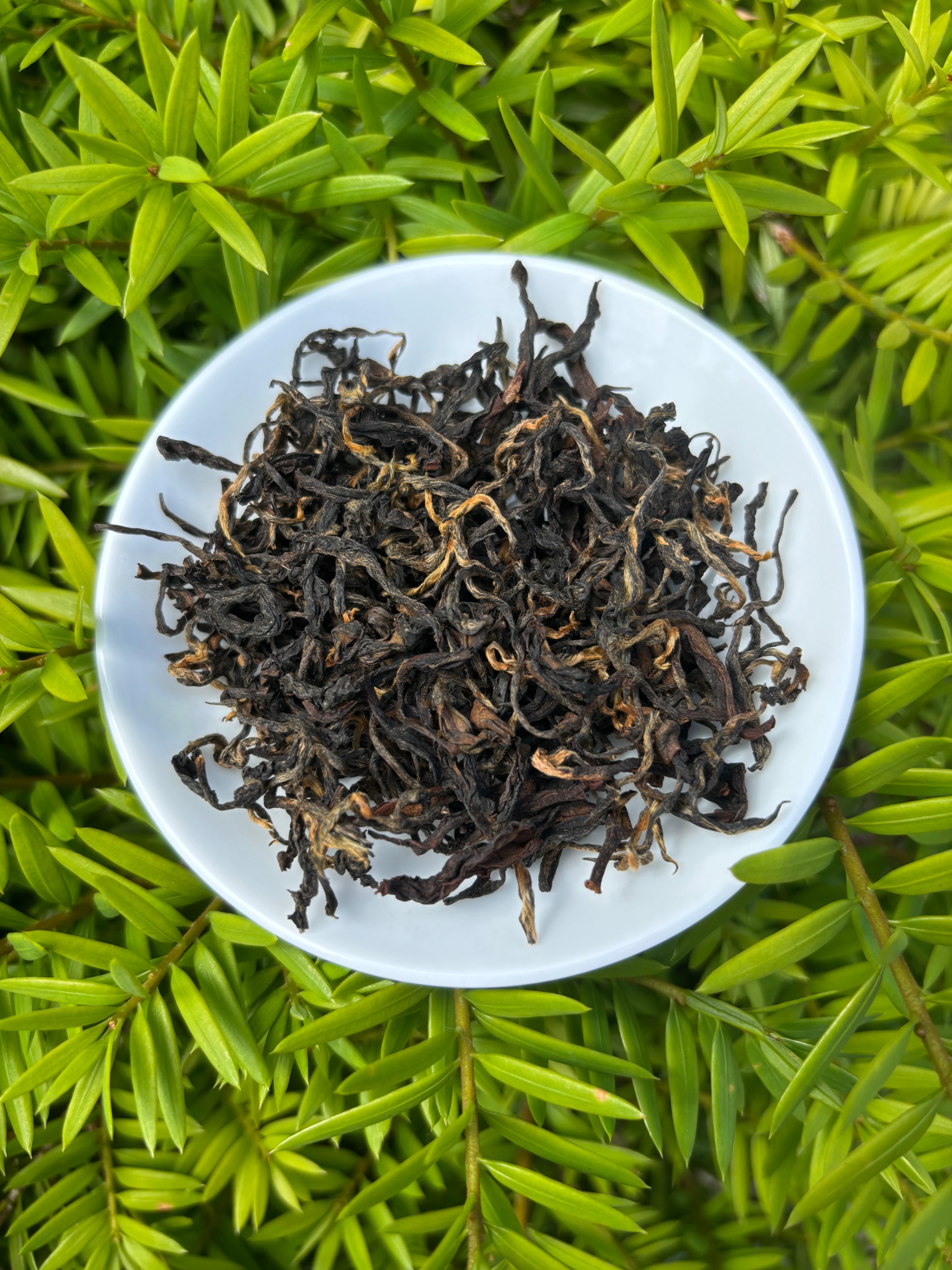 坪林蜜香紅茶--茶農自產自銷（115年新鮮上市）（國蘭茶莊）