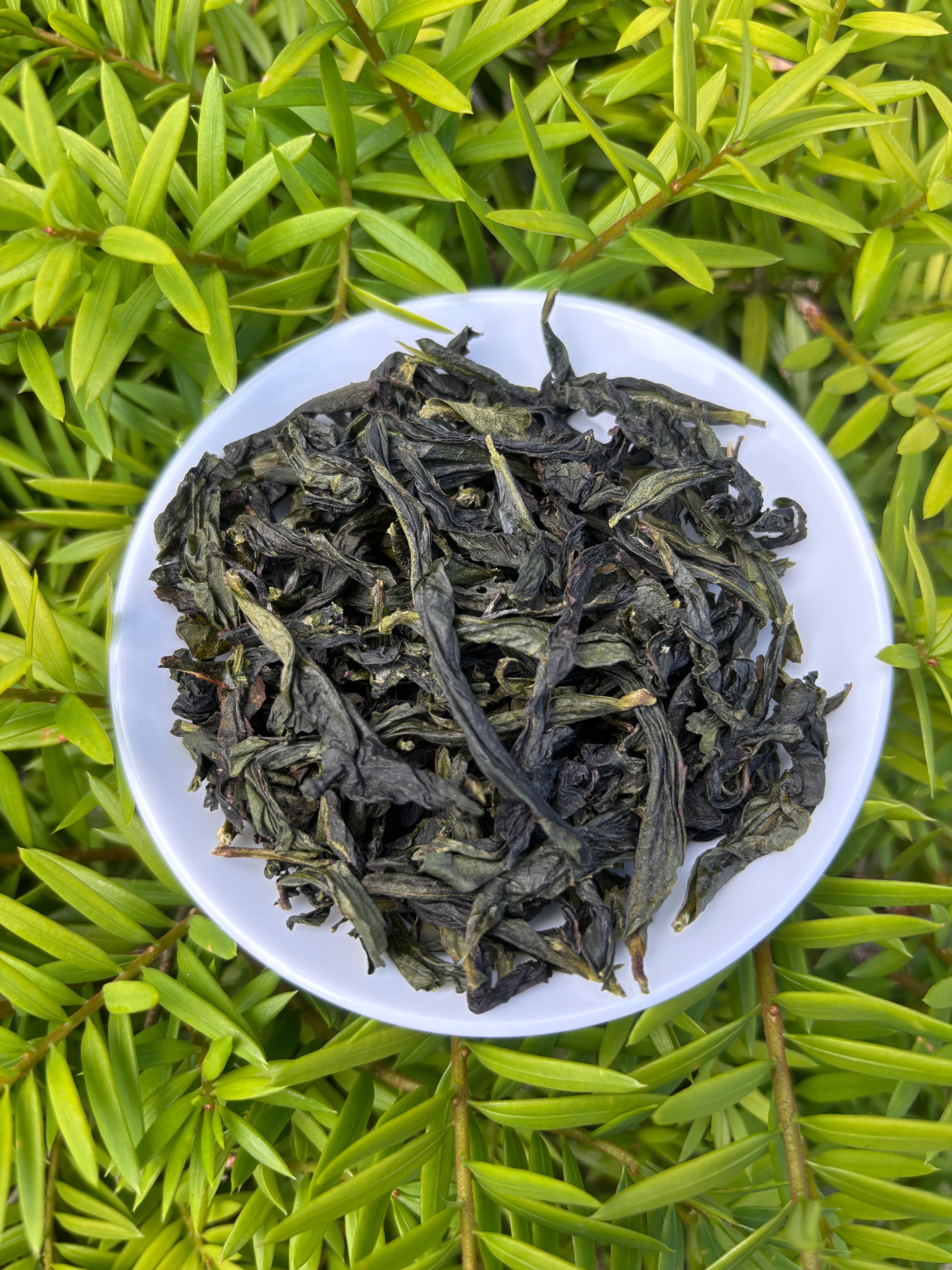 坪林包種茶（清茶）115年春茶上市～