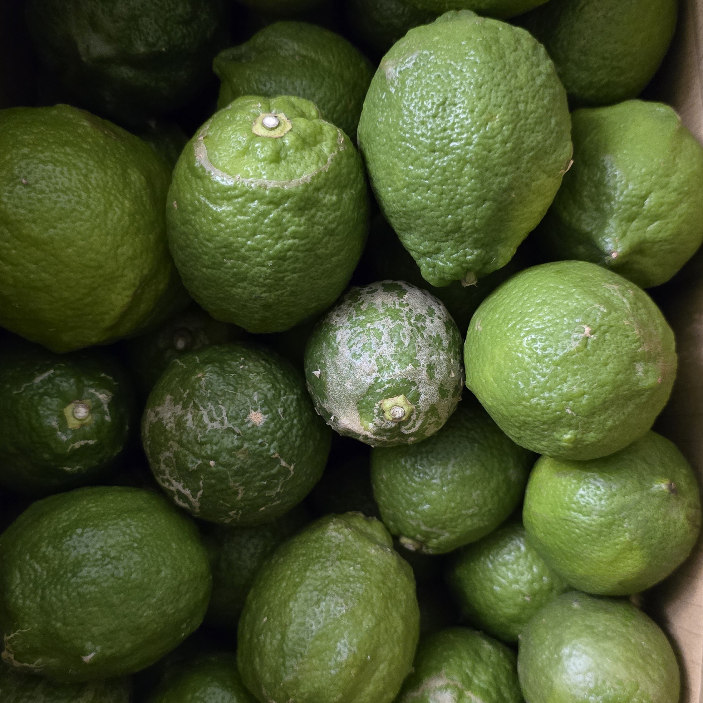 ✨無農藥✨屏東有籽檸檬