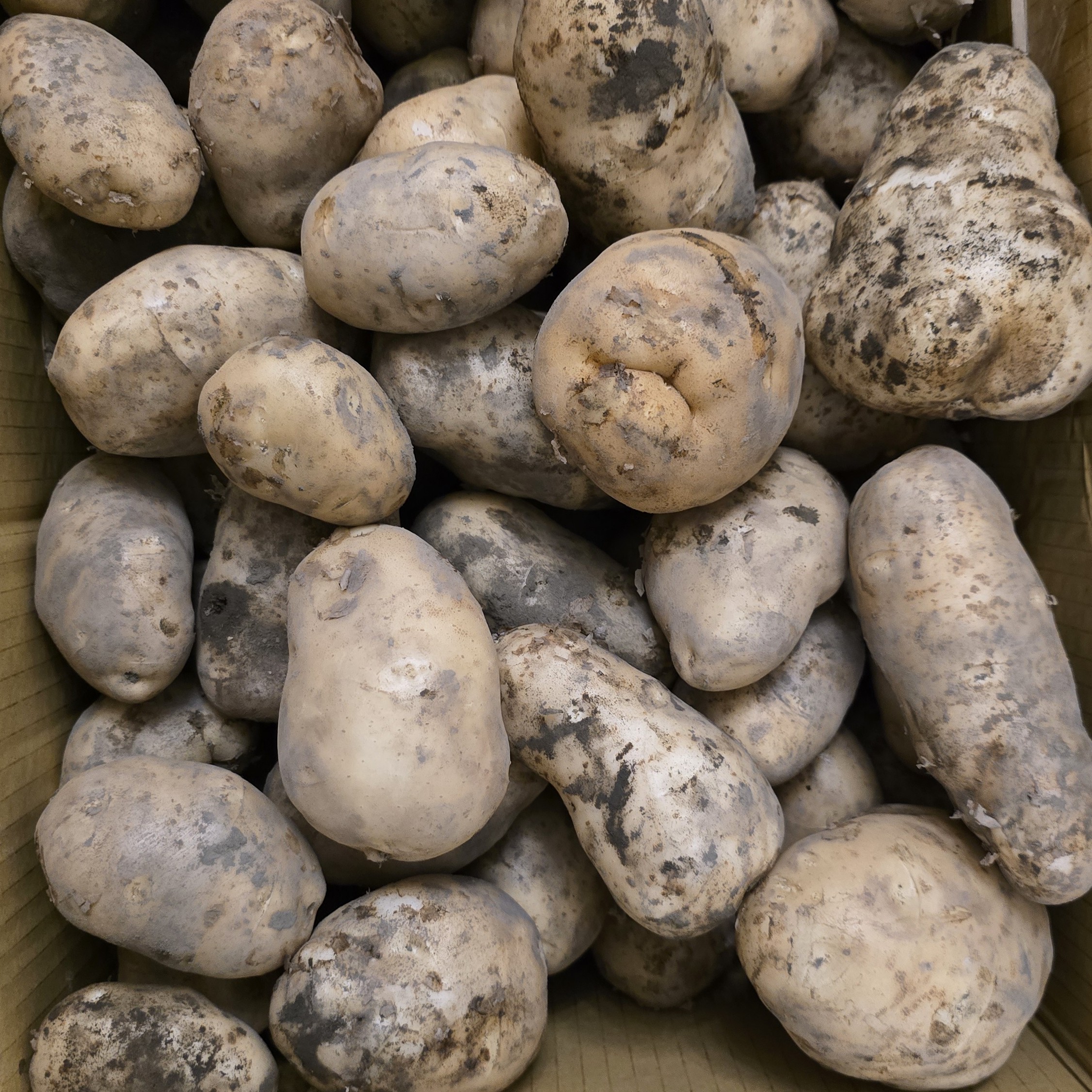 ✨產銷履歷✨雲林馬鈴薯