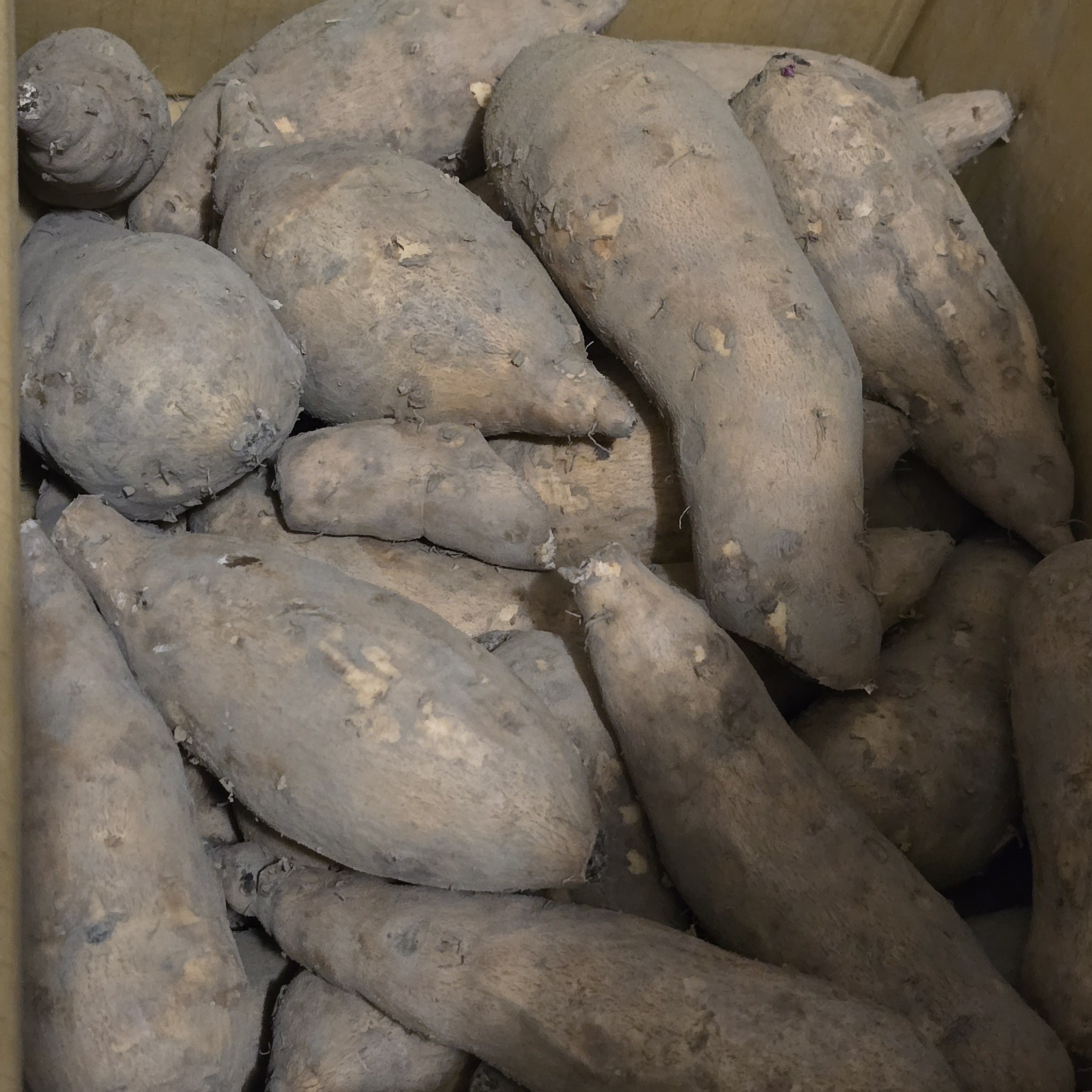 ✨無藥✨雲林57號地瓜（限量三份） 