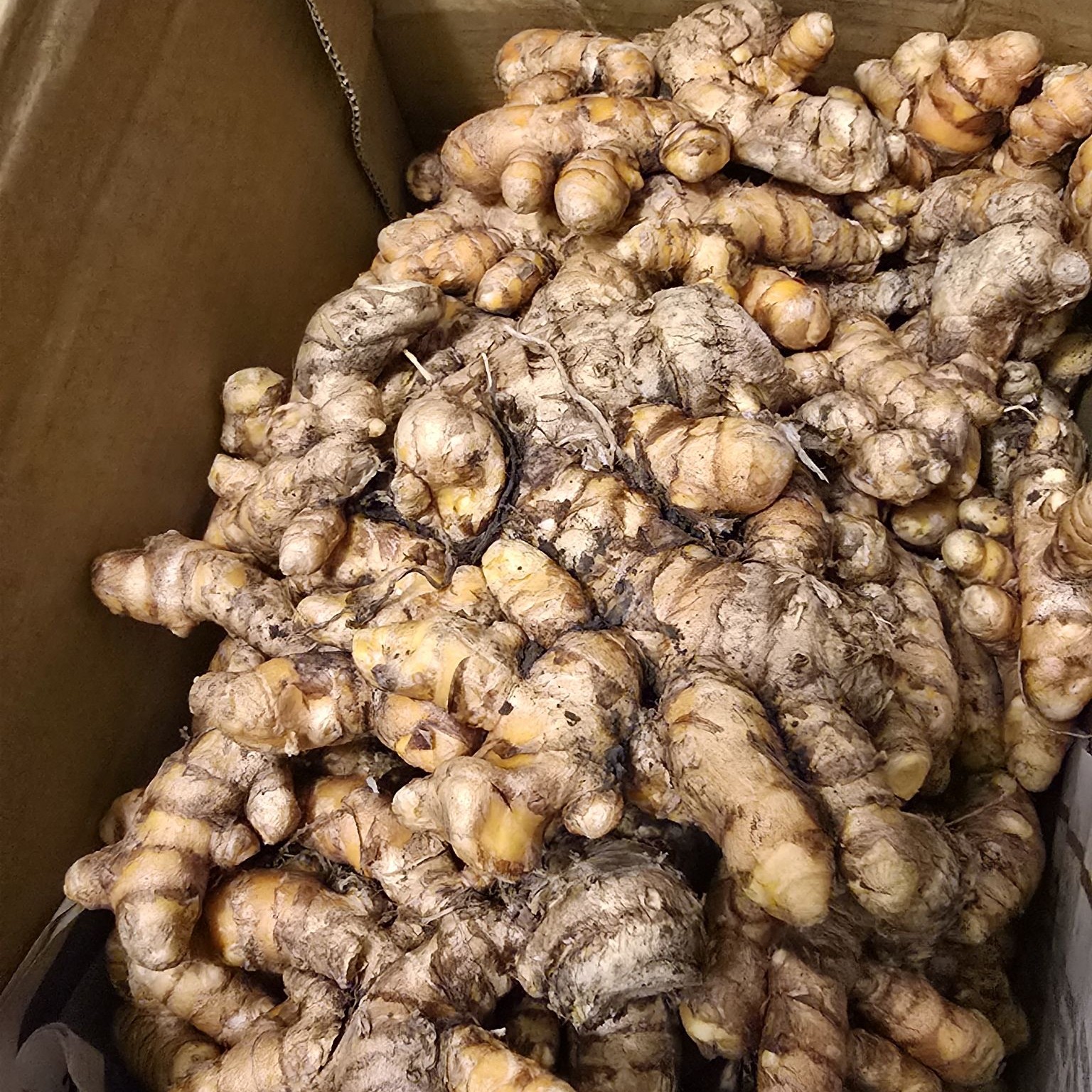 ✨無藥✨蘭嶼薑黃