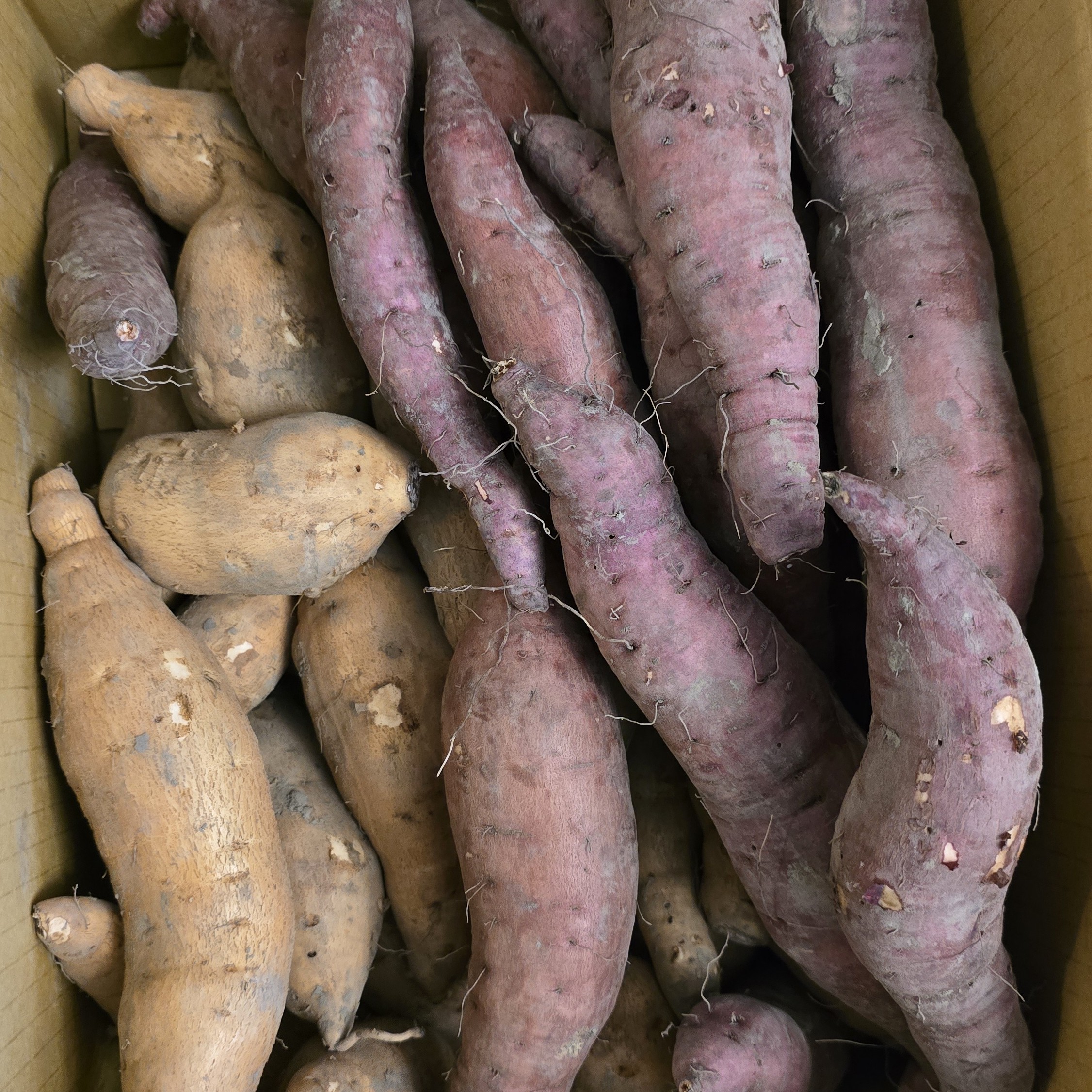 現貨✨無毒✨57地瓜、菱角地瓜