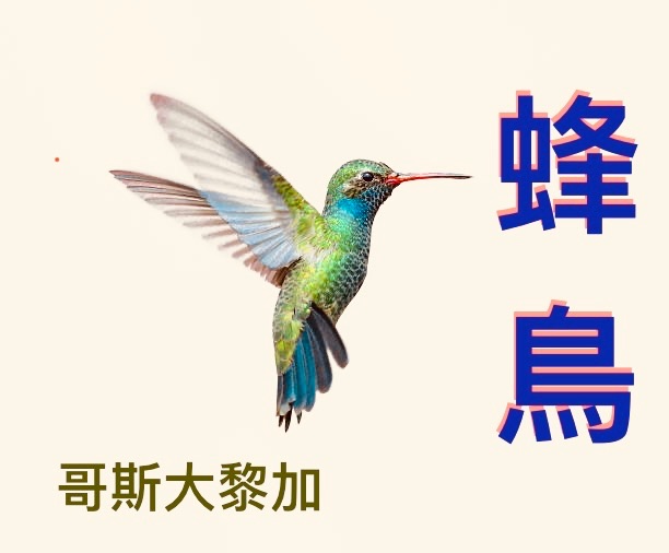 蜂鳥