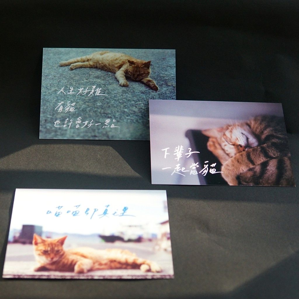 貓貓明信片（多款）/寫字練習
