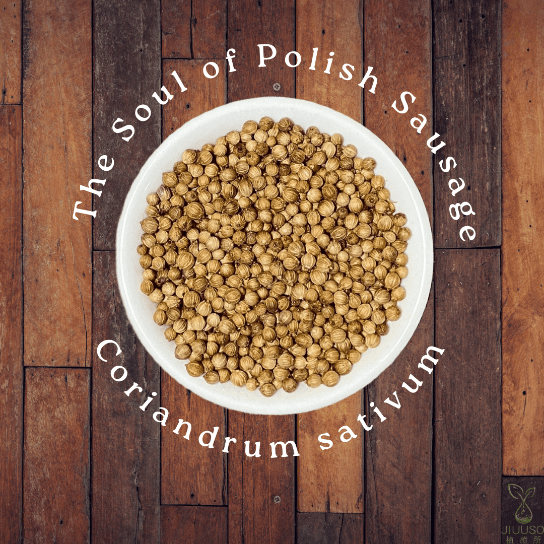 植癒所 有機芫荽籽 英國進口有機天然花草茶 草本茶 適合茶飲 酊劑 花草糖漿 手工皂 純露 精油 薰香