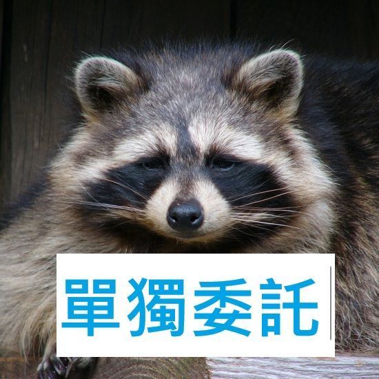 11月集運③ 單獨委託【若無問題下單後不用回報，請勿留言於備註，需要晚出貨請在下單前聯絡】