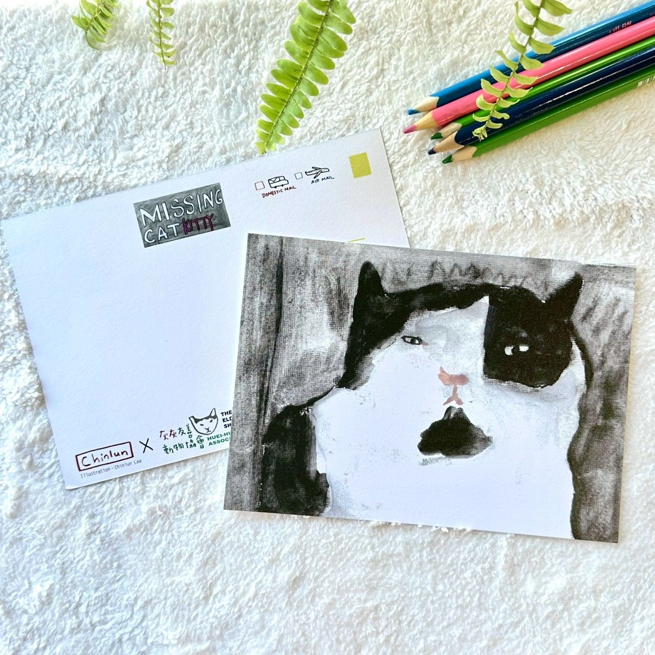 貓貓明信片