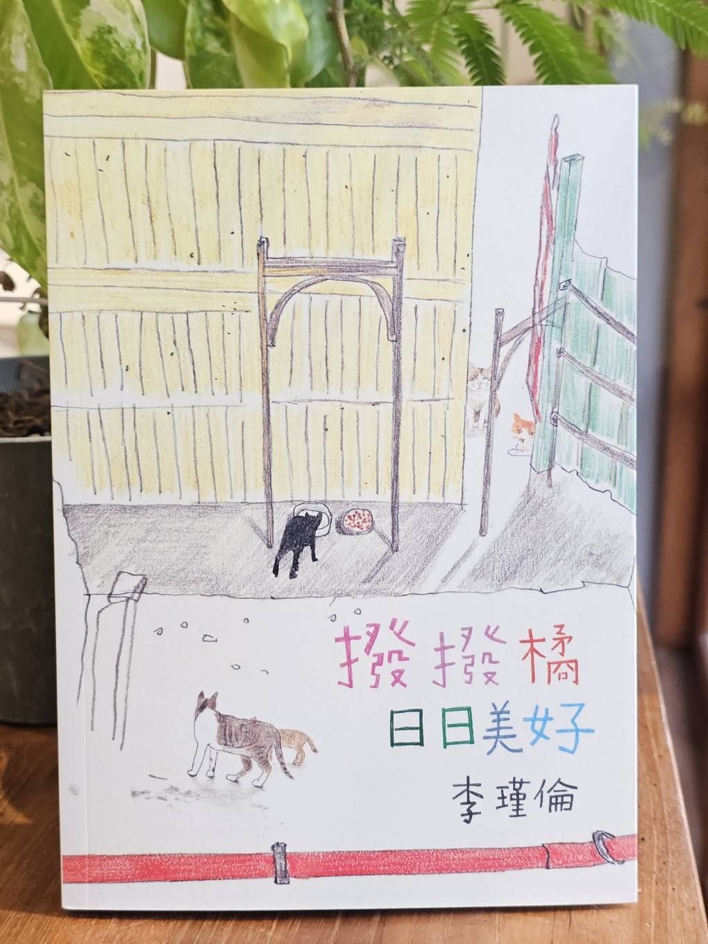 撥撥橘日日美好