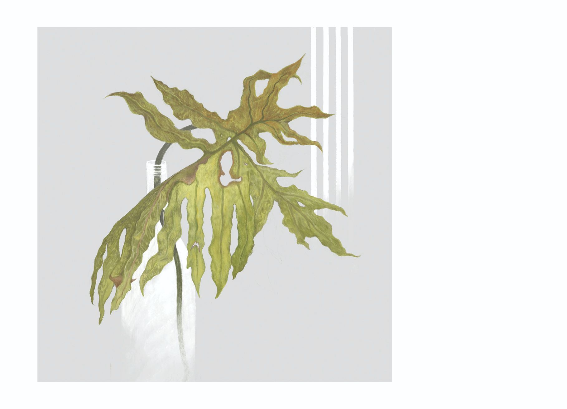 明信片｜多款任選