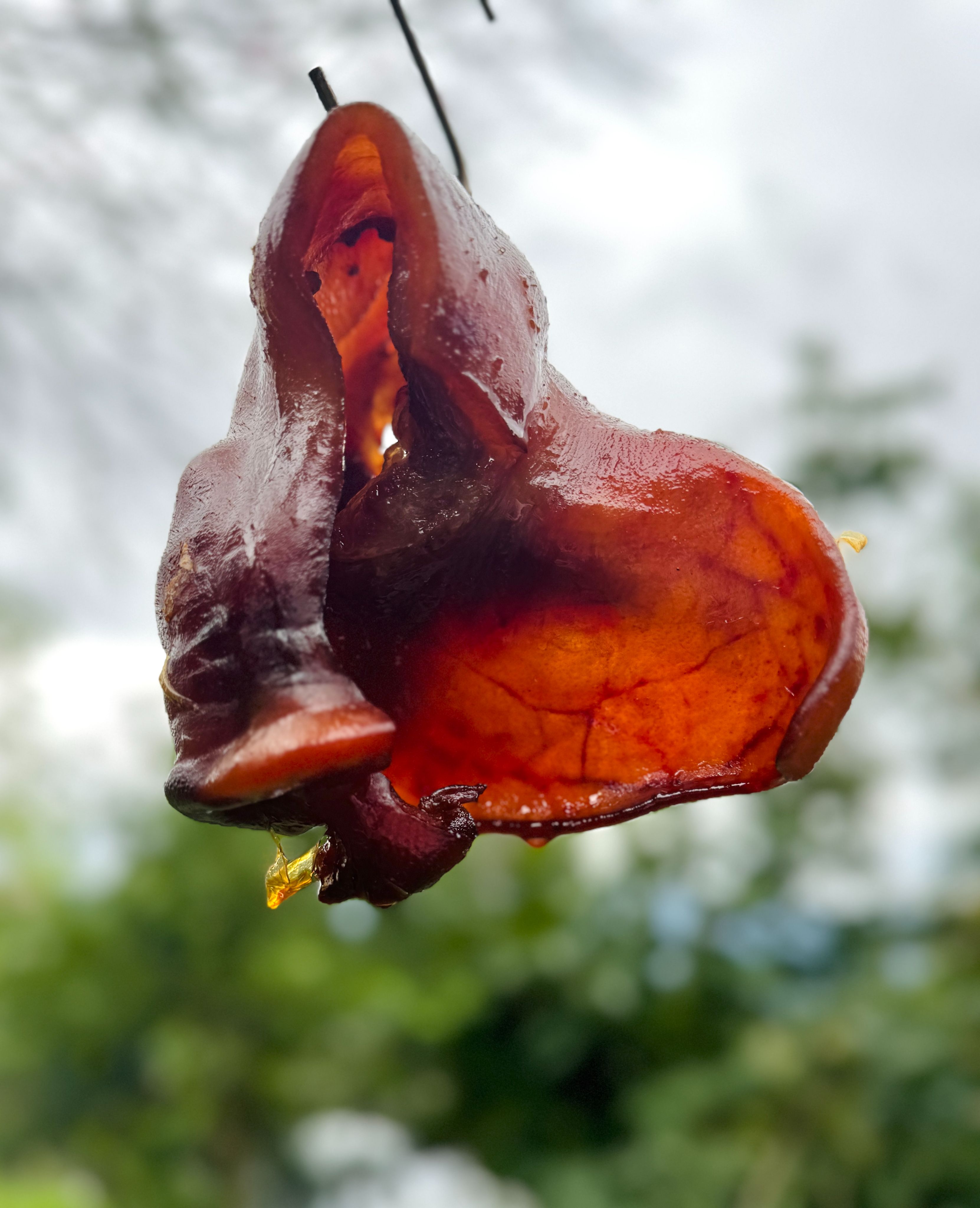 甘蔗煙燻豬頭皮