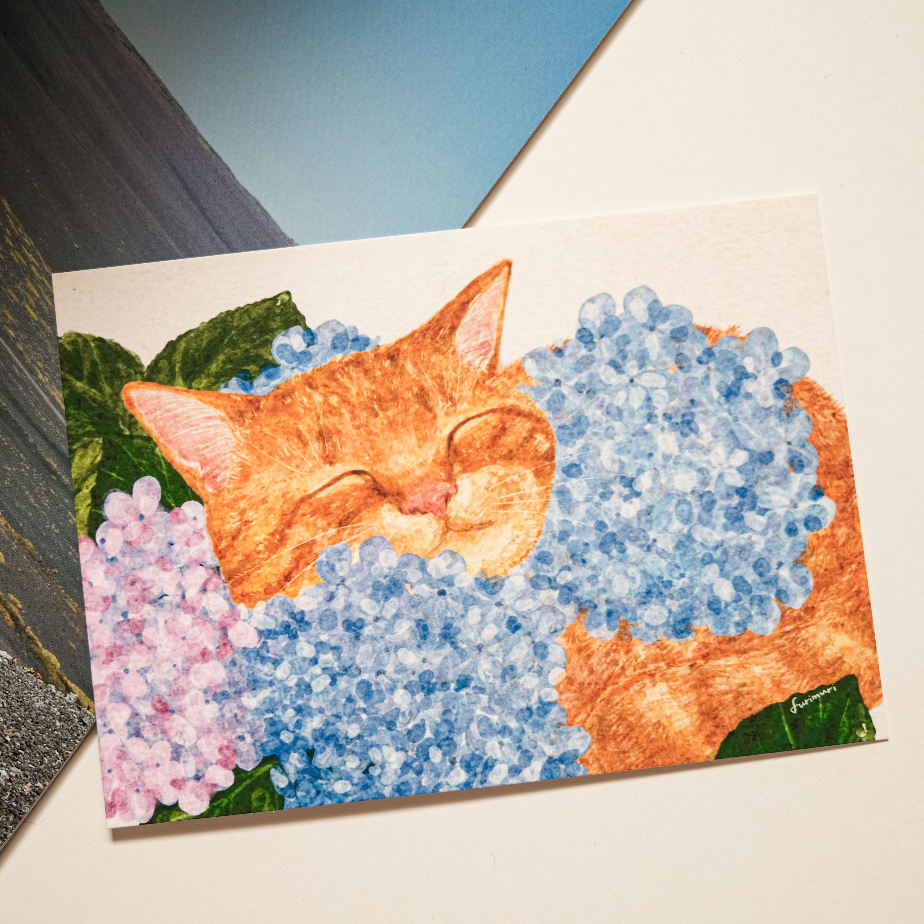 明信片 貓與紫陽花