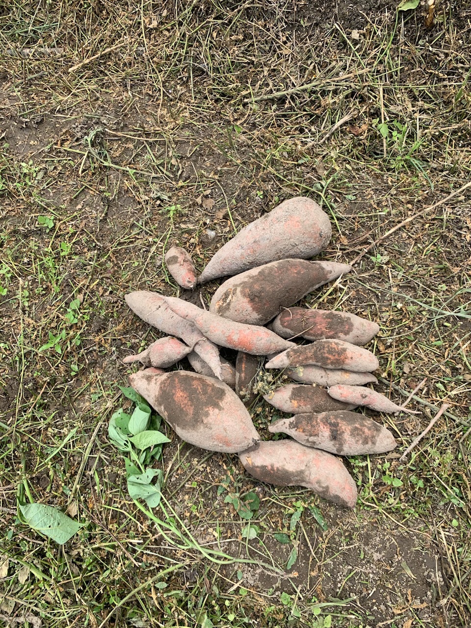 現採地瓜
