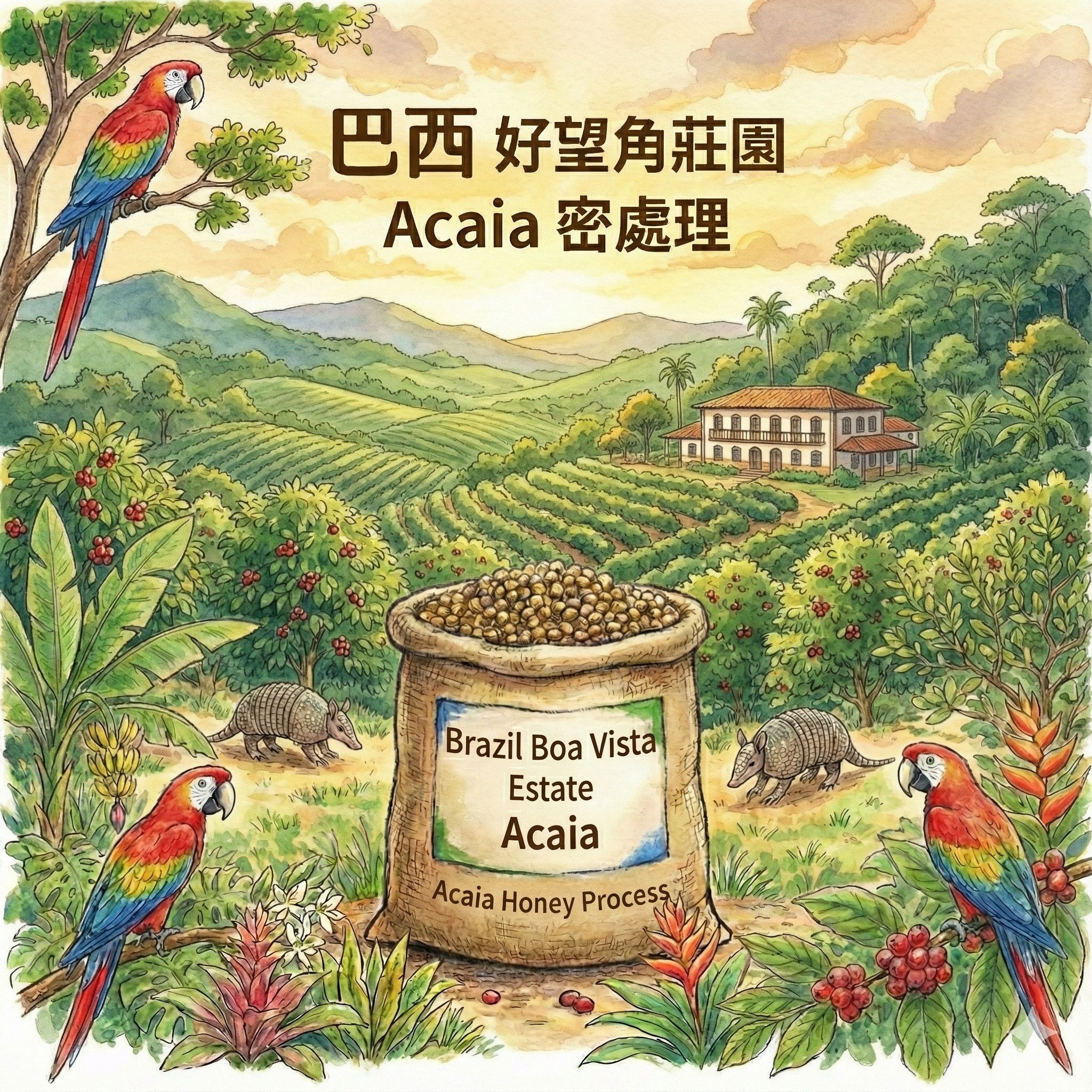 【職人陶烘】巴西 好望角莊園 Acaia 密處理