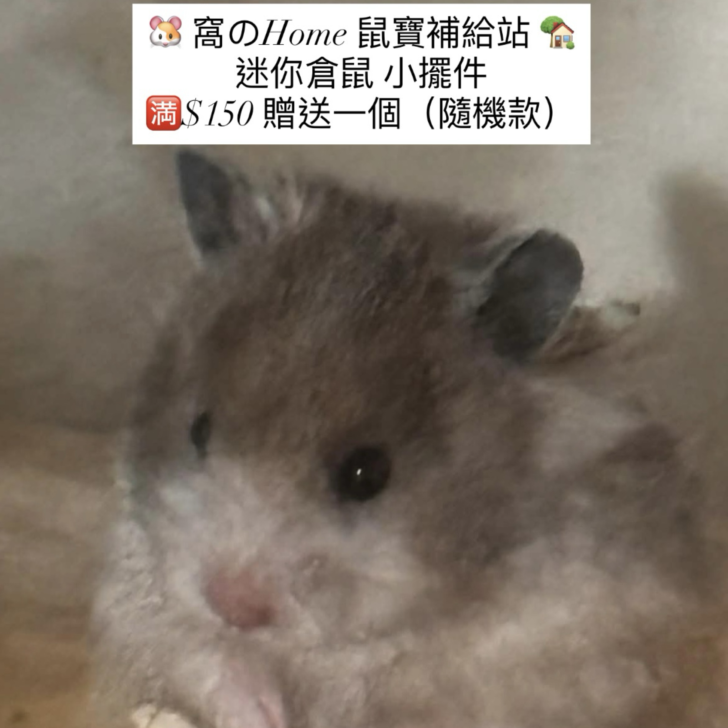 迷你倉鼠-小擺件