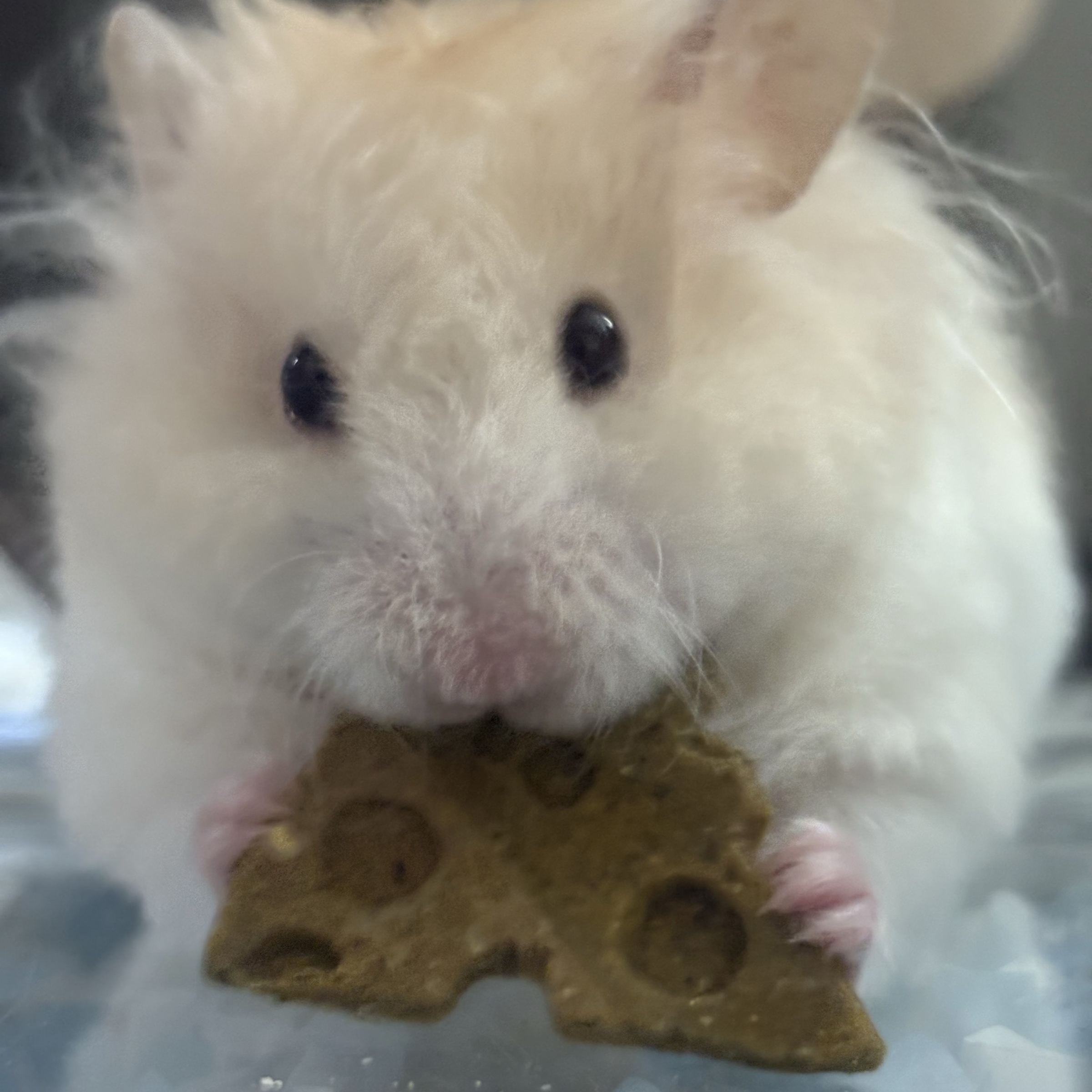 ✨ 主食 ✨