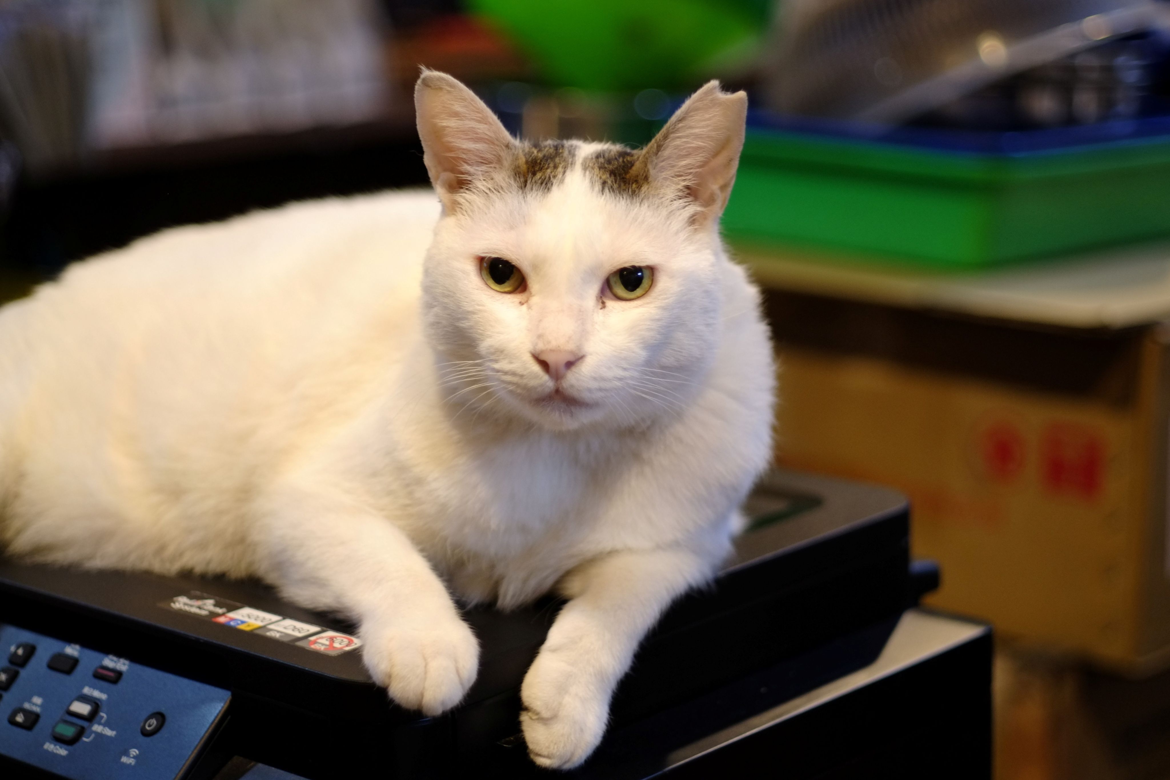 [深烘焙][獨家配方]自家屋法式烘焙咖啡 Kaffa Forest French Roast Blend