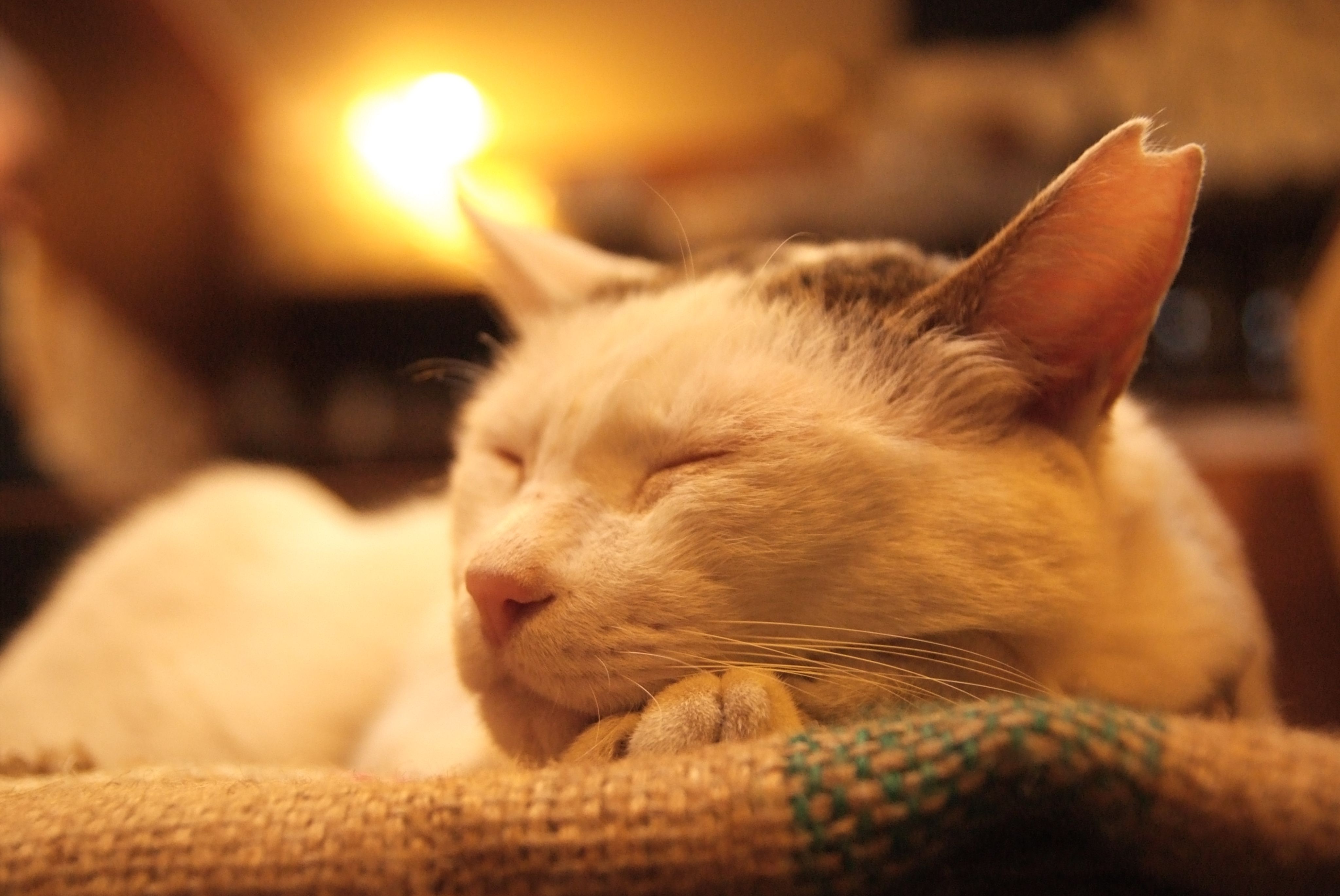 [中深烘焙][獨家配方]自家屋經典曼巴咖啡配方 Mandheling ＆ Brazil Blend