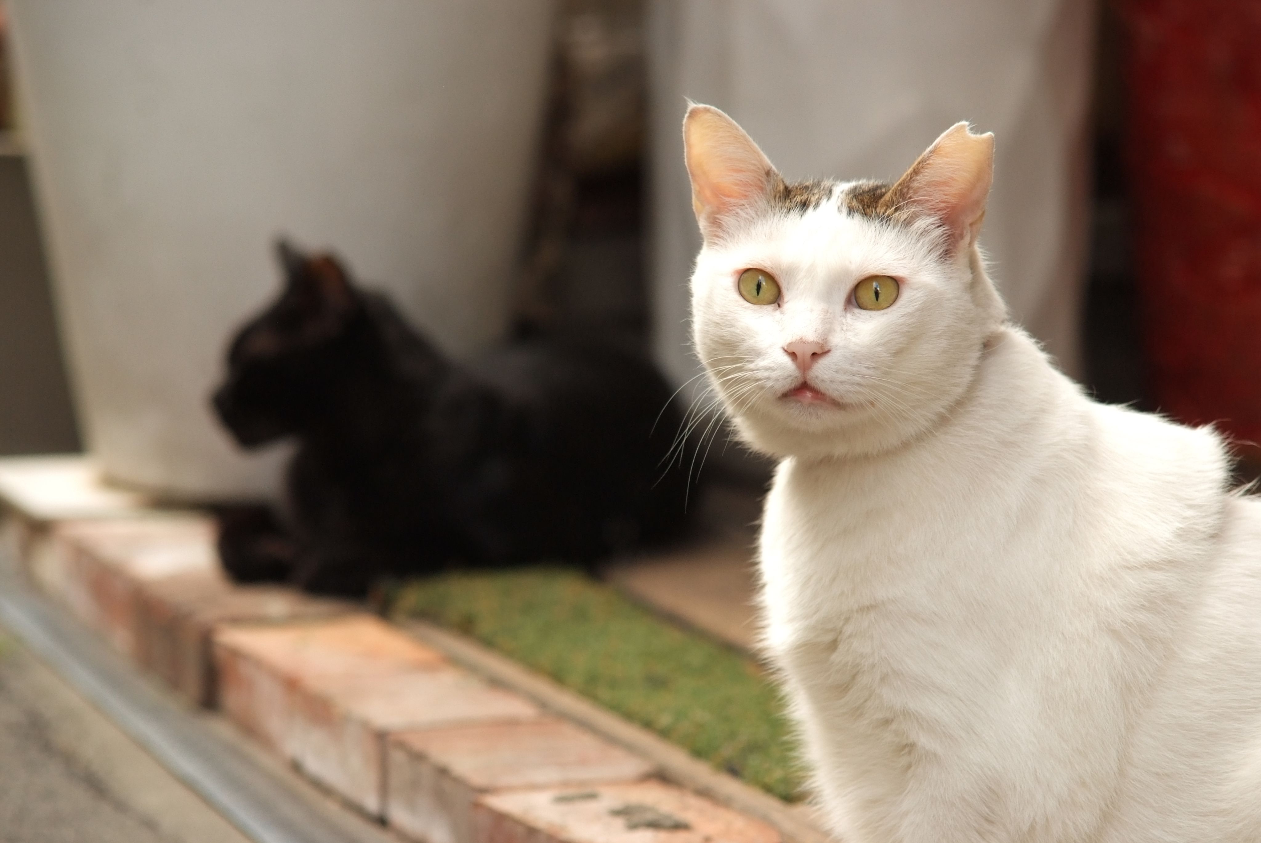 [中深烘焙][獨家配方]自家屋摩卡爪哇咖啡配方 Moka ＆ Java Arabica Blend