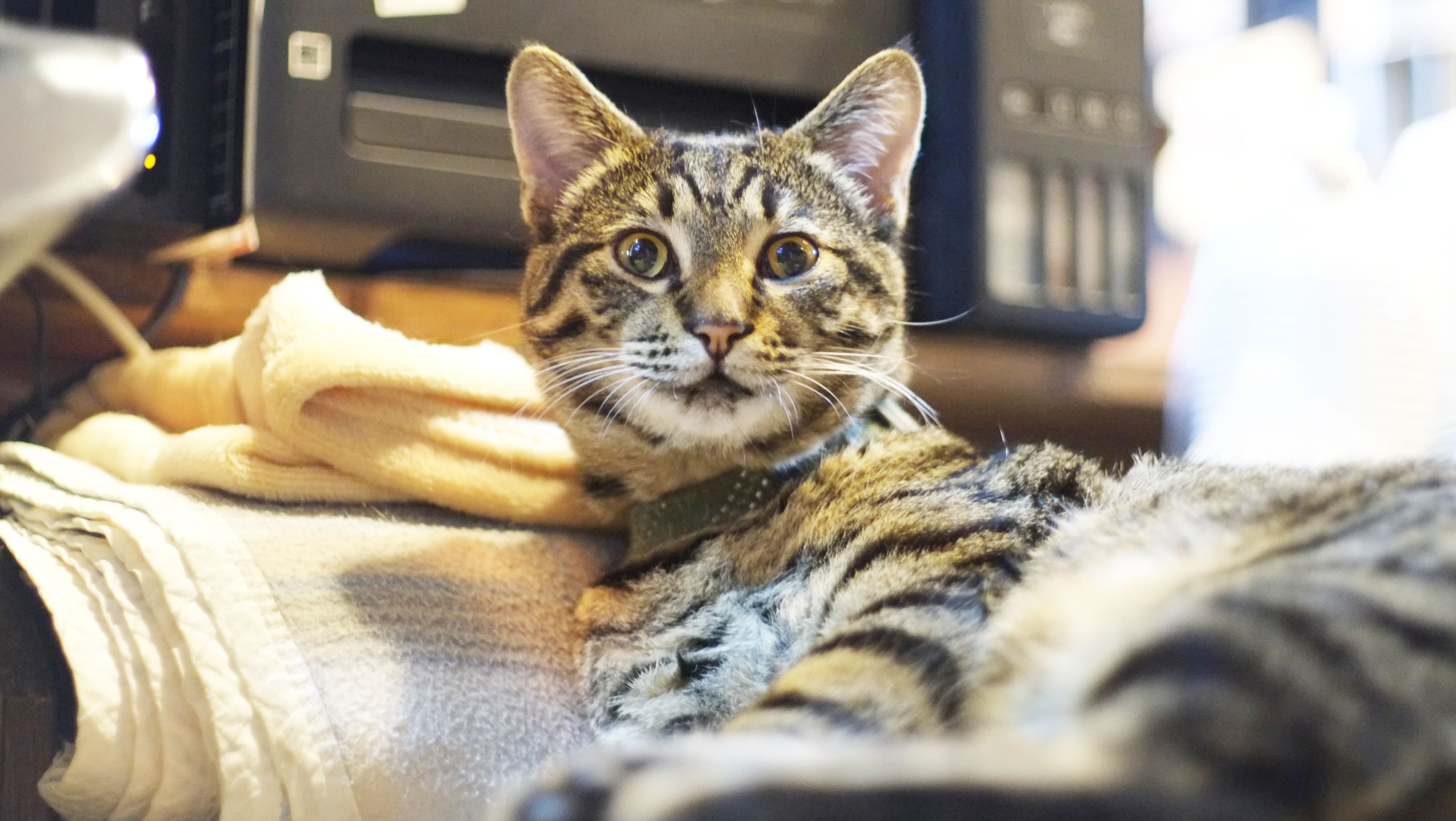 [中烘焙][獨家配方]自家屋維多利亞市場咖啡配方 Victoria Market Blend