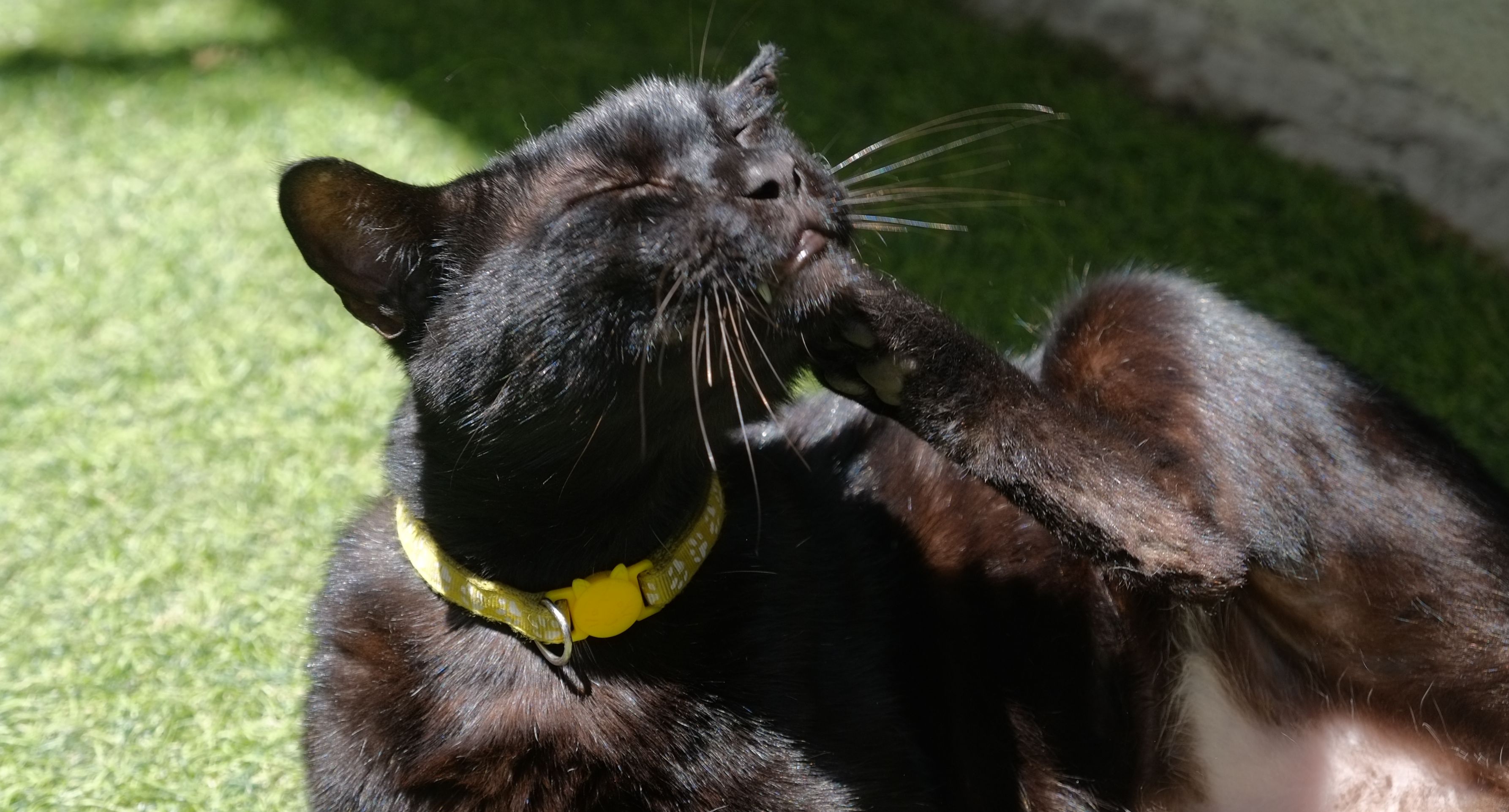 [中烘焙][獨家配方]自家屋藍山風味咖啡配方 Blue Mountain Blend