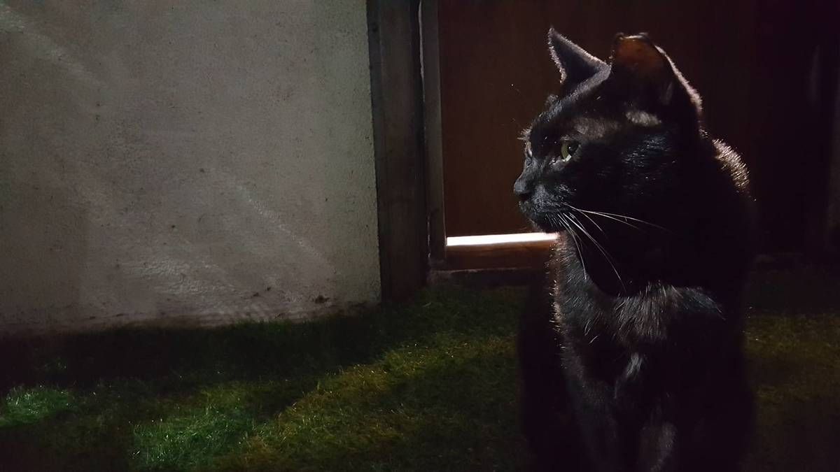 [中深烘焙][獨家配方]守夜者咖啡配方 Nocturnal Contemplation Blend