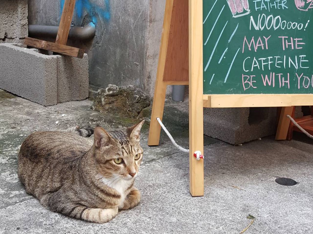 [優惠組合]貓系列咖啡豆