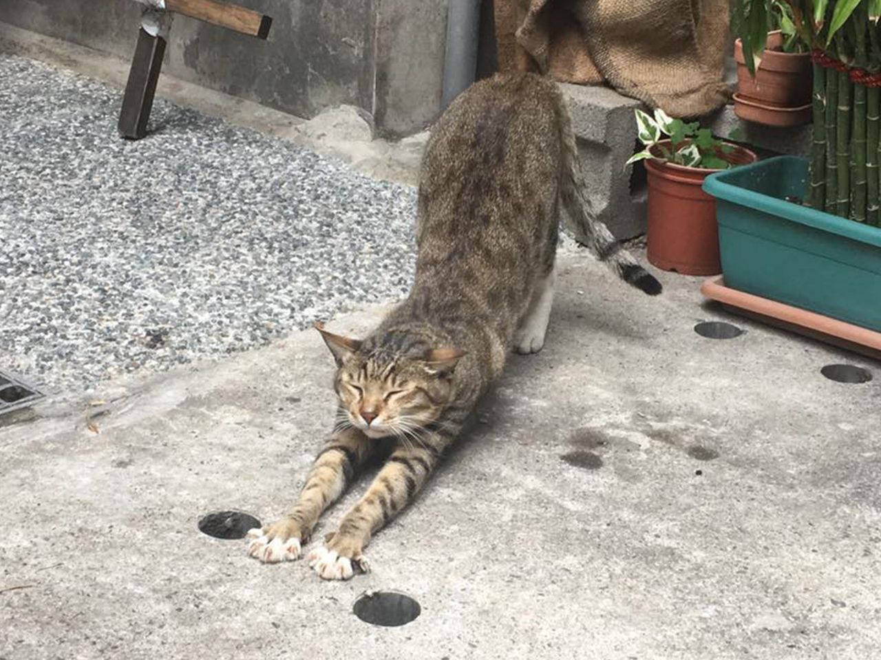 [中深烘焙][精選單品]哥倫比亞 薇拉 黃金酋長 Supremo