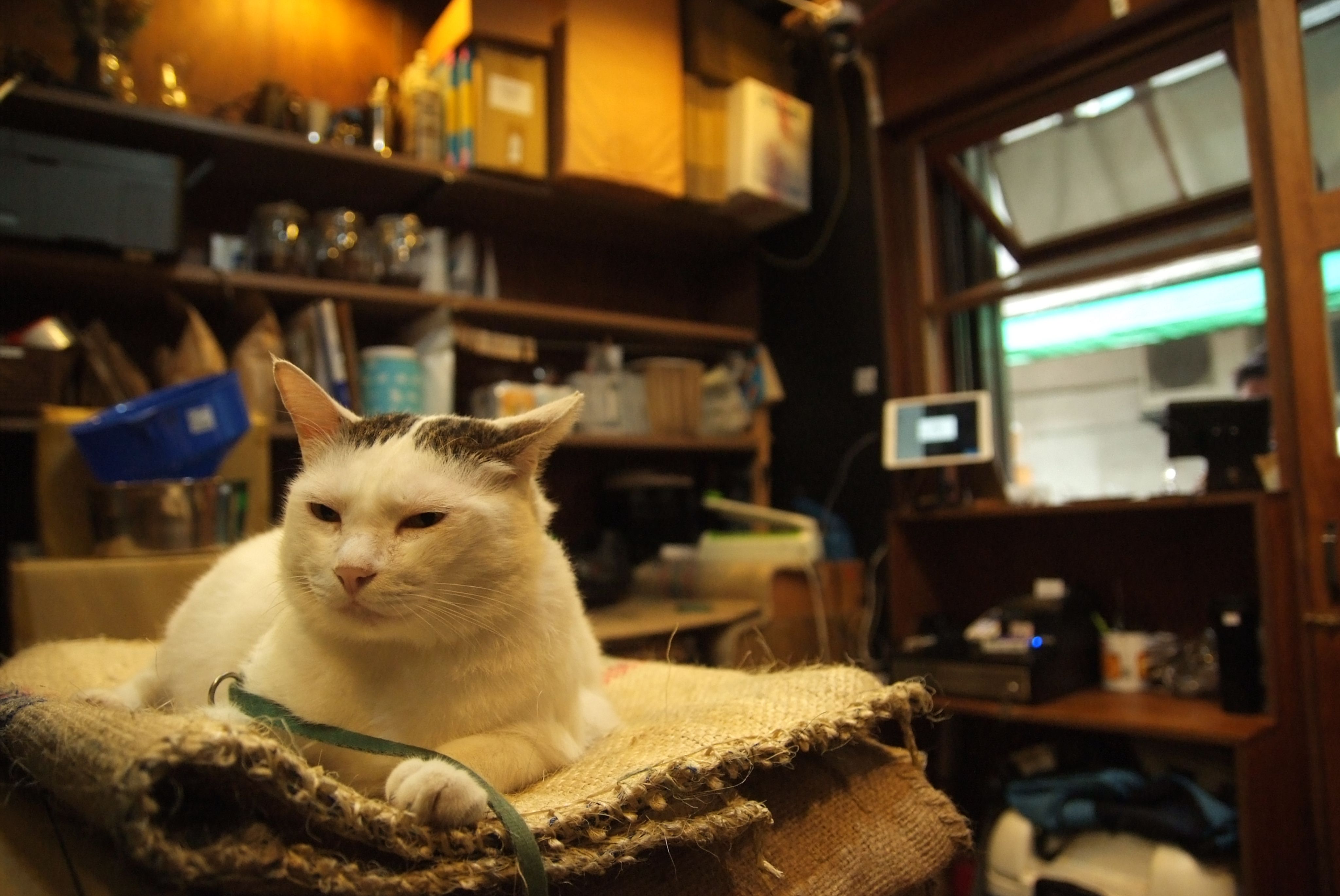 [中深烘焙][精選單品]印尼 蘇門答臘 藍湖巴塔克 曼特寧