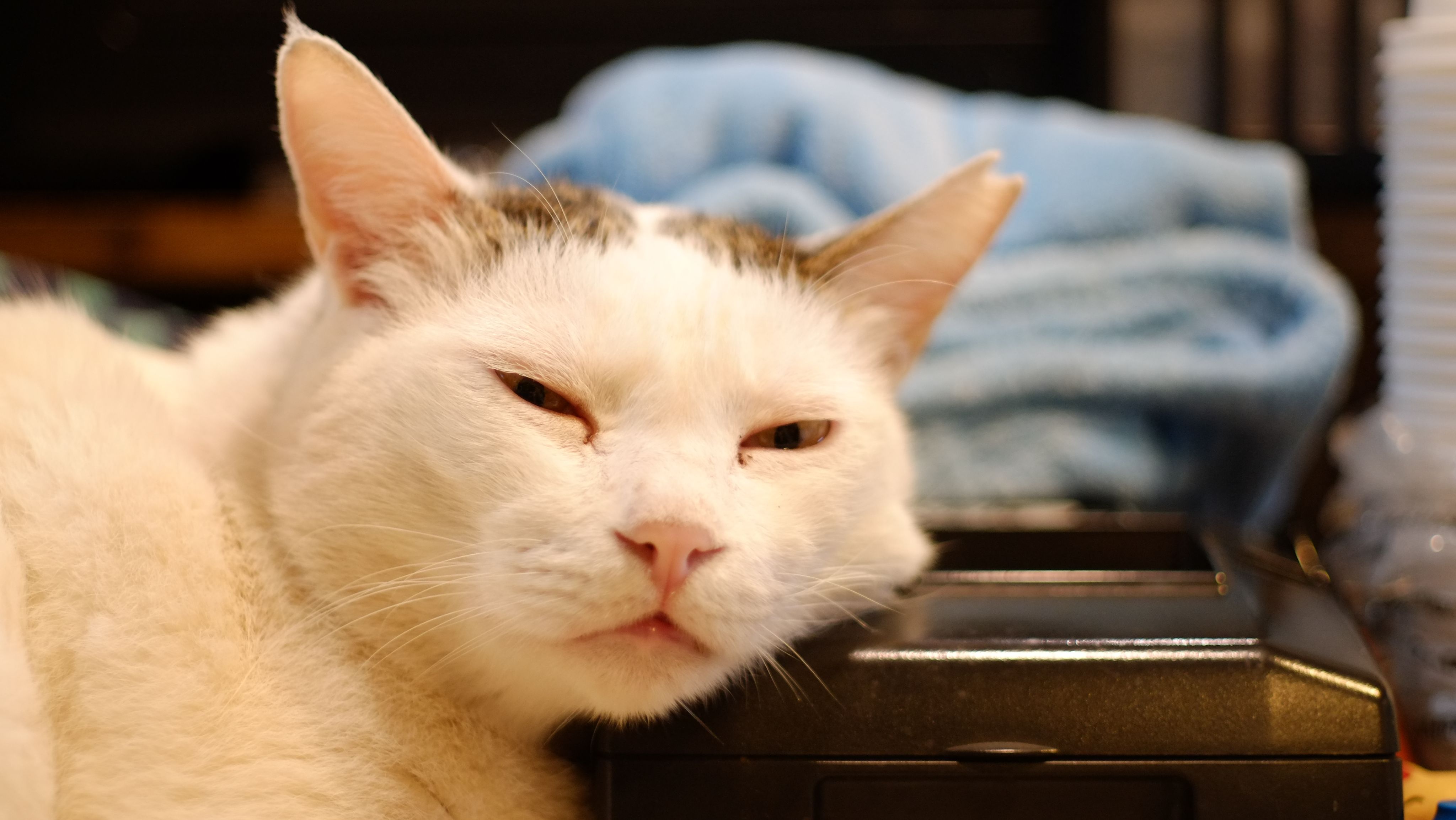 [中烘焙][精選單品]巴西 喜拉朵