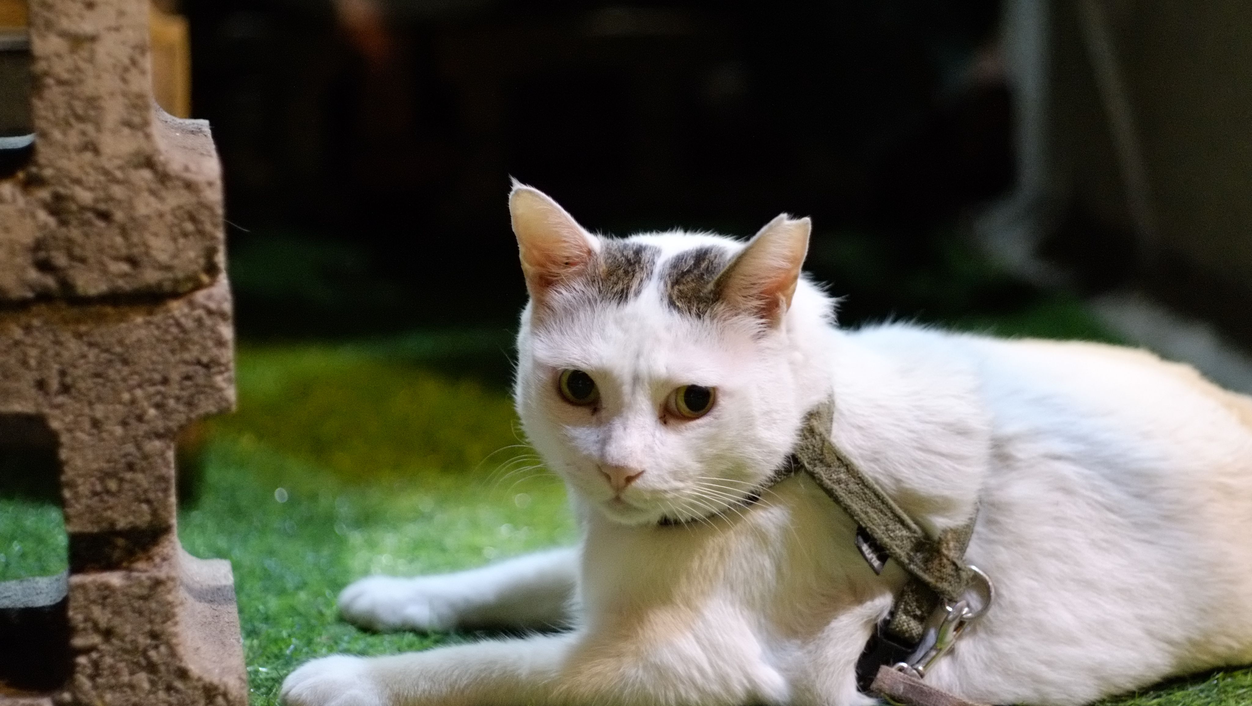 [中深烘焙][精選單品]巴西 伊帕內瑪莊園 黃波本精選 日曬