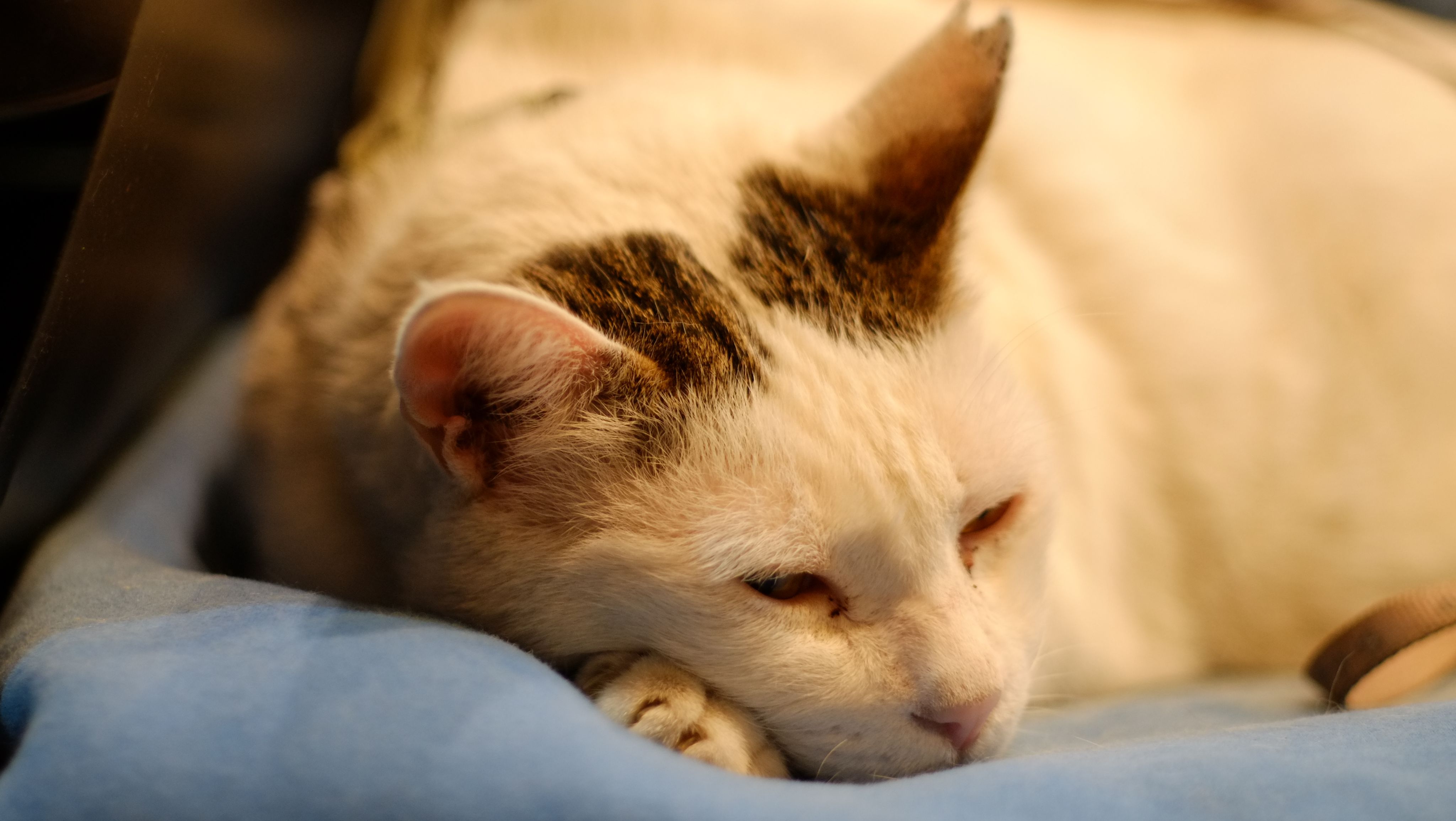 [淺烘焙][精選單品]盧安達 北部省 如霖朶 天空之城 厭氧蜜處理 A1