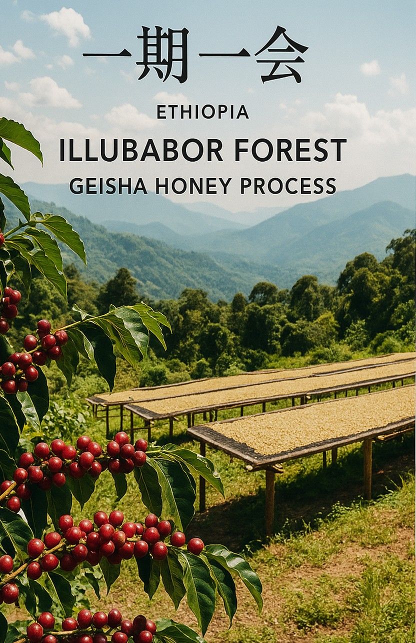 68 衣索比亞 藝妓村 蒂瑪區 伊魯森林 蜜處理-綠標