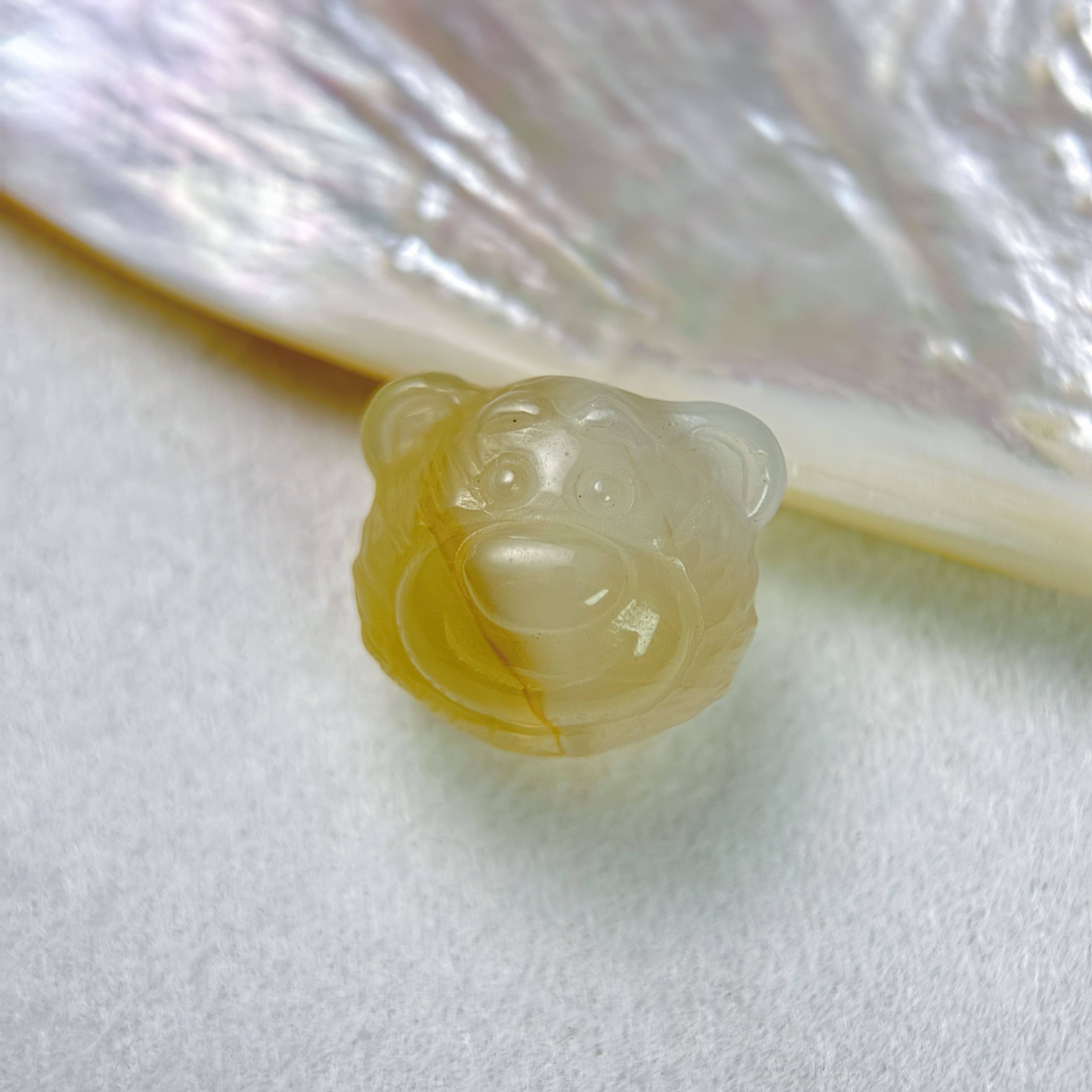 阿拉善 奶油熊