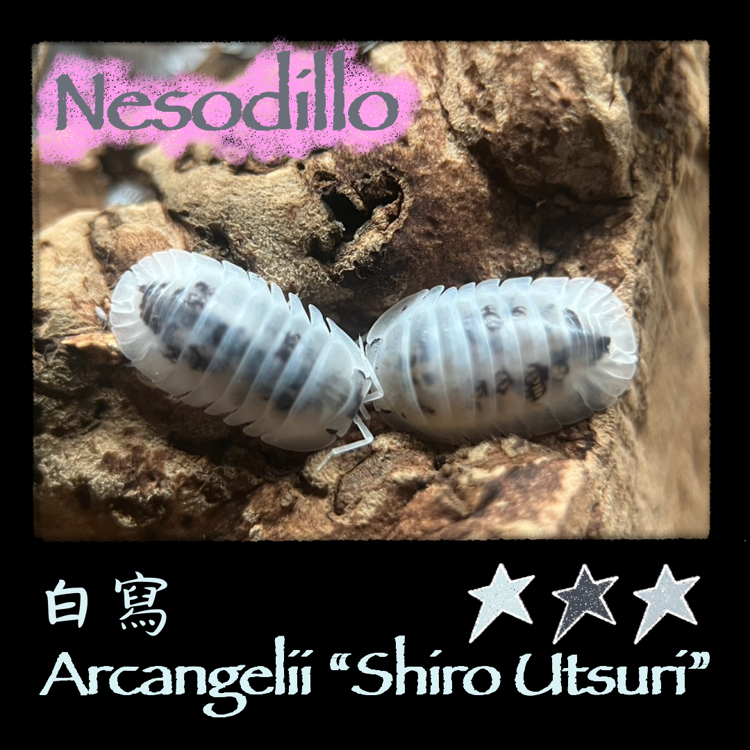 N屬區