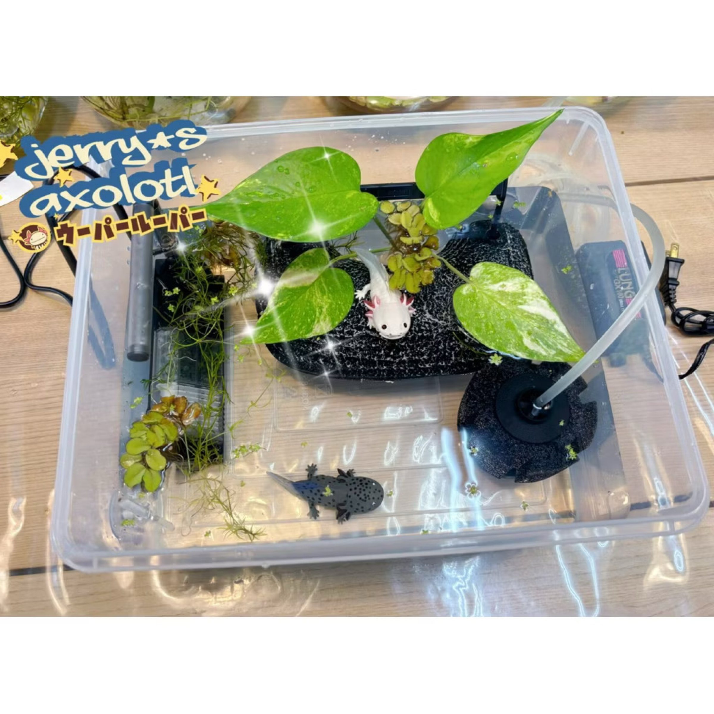天空之城生態新手包/含仿真植物2片（隨機出貨）與照片不同/日本水作浮島 M/不含活體/不含六角恐龍公仔