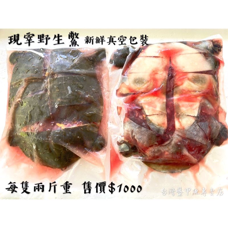 保證野生 大隻ㄟ卡好吃 買家好評 肉質Q【台灣鱉】野生鱉 新鮮現宰真空包裝 每隻兩斤重 肉質甜美 炒三杯 紅燒鱉 藥膳鱉