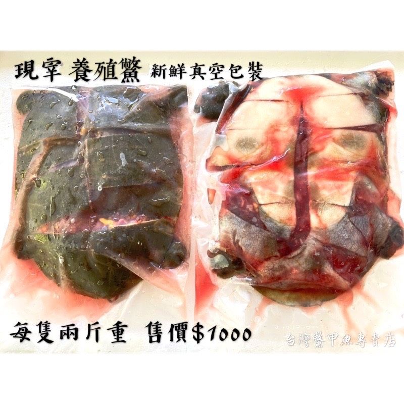 大隻ㄟ卡好吃 買家好評 肉質Q【台灣鱉】養殖鱉 新鮮現宰真空包裝 每隻兩斤重 肉質甜美 炒三杯 紅燒鱉 藥膳鱉