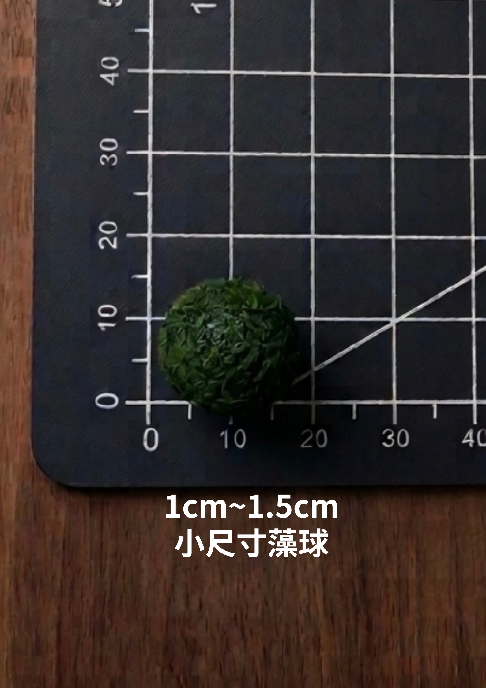 單綠藻球