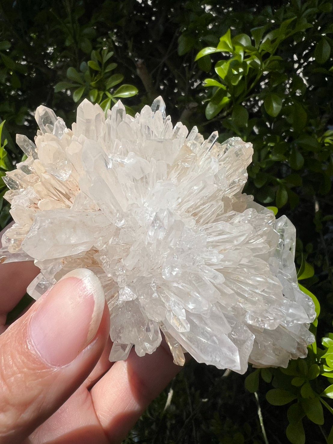 菊花晶放漏款