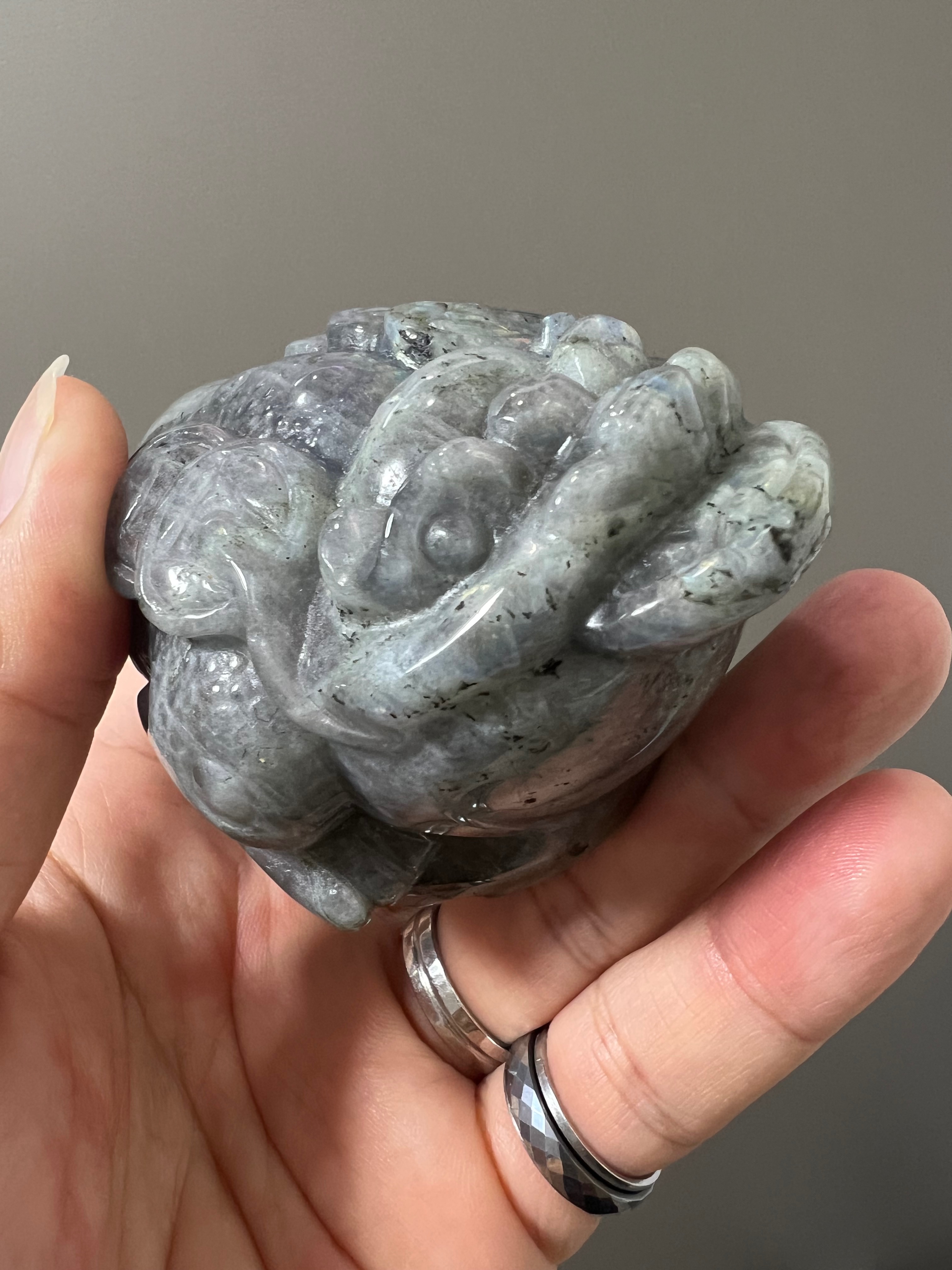 金蟾和他的朋友們